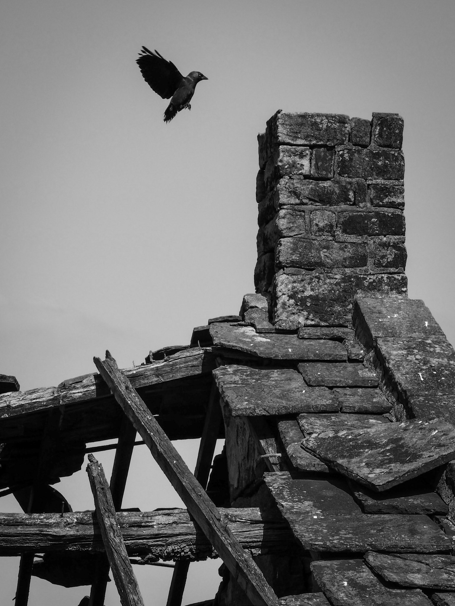 Crow in flight