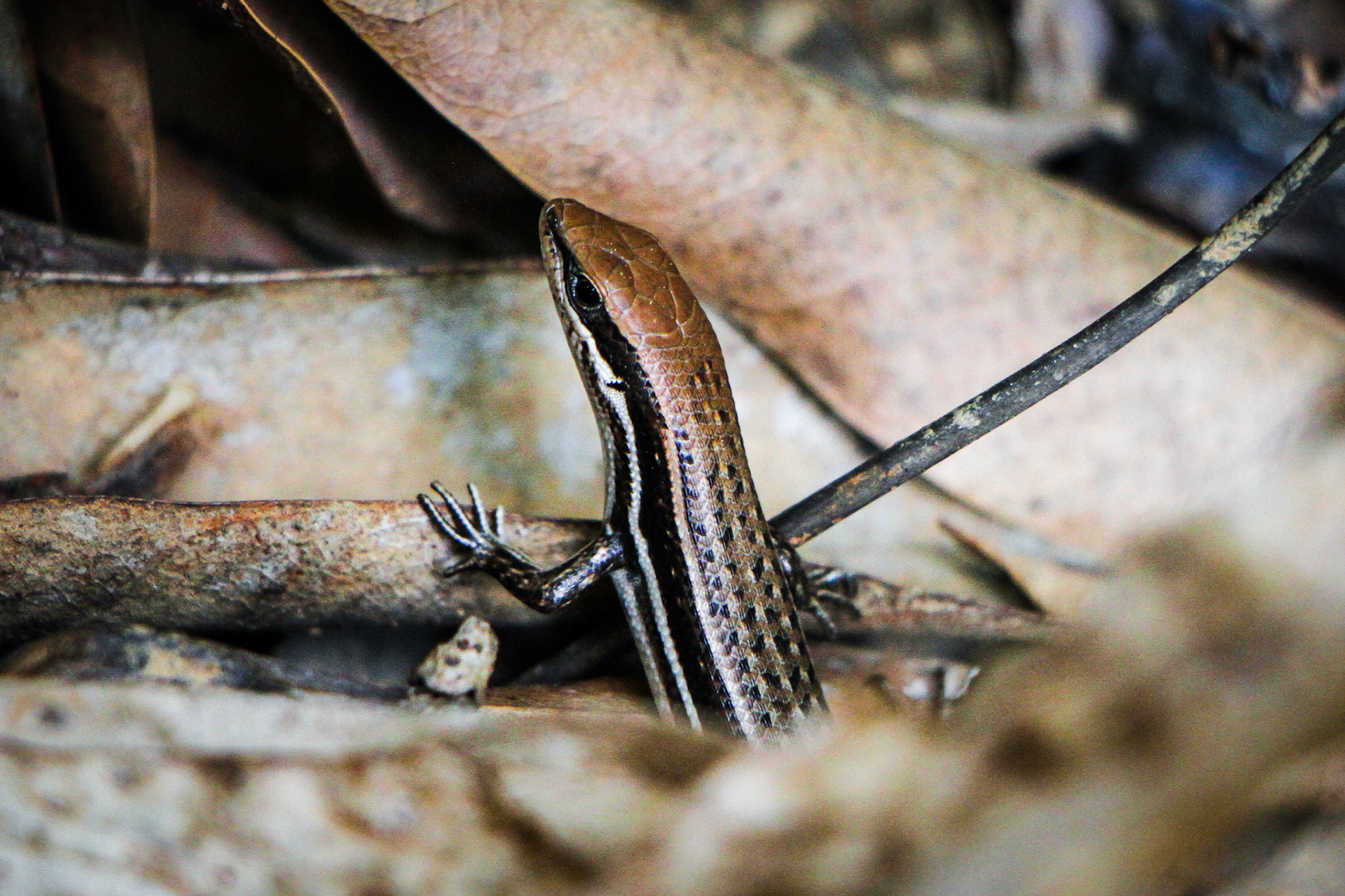 Skink in the grass