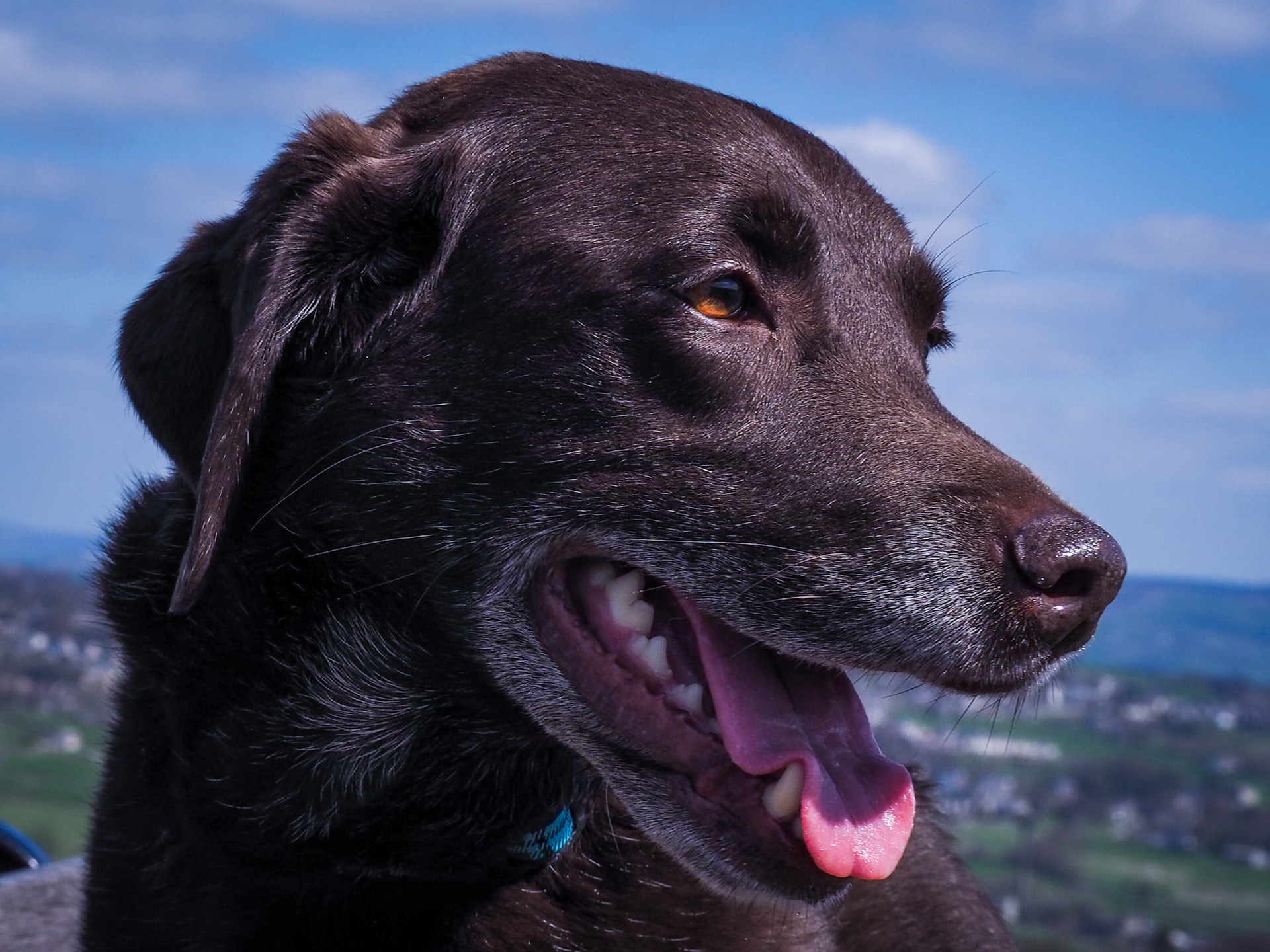 Chocolate Lab on the moors