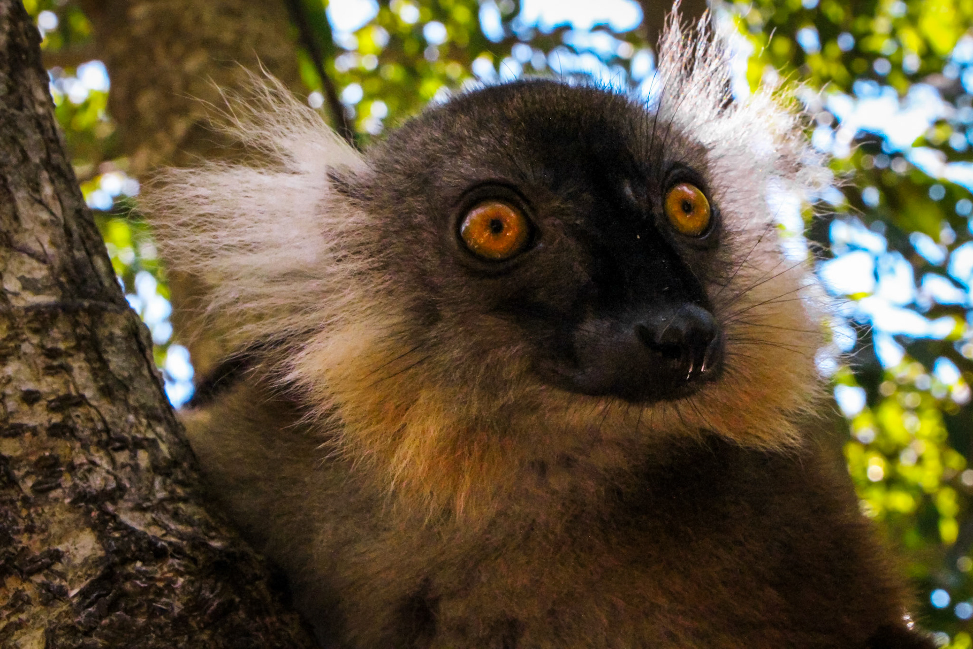 Black Lemur