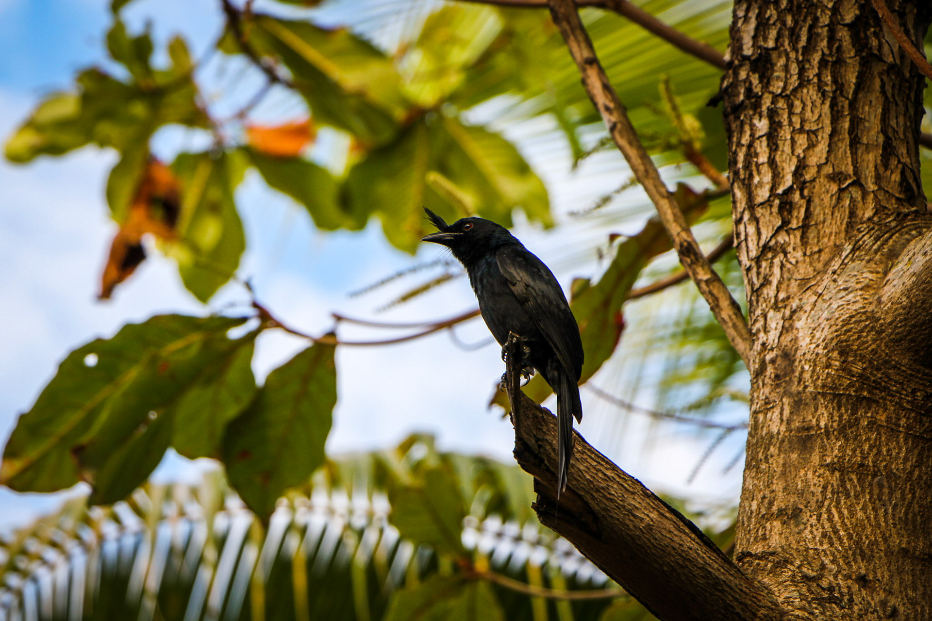 Crested Drongo