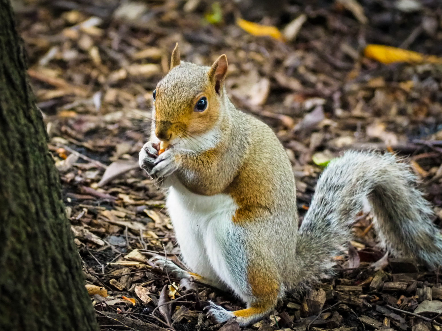 Squirrel in Princess Street Gardens