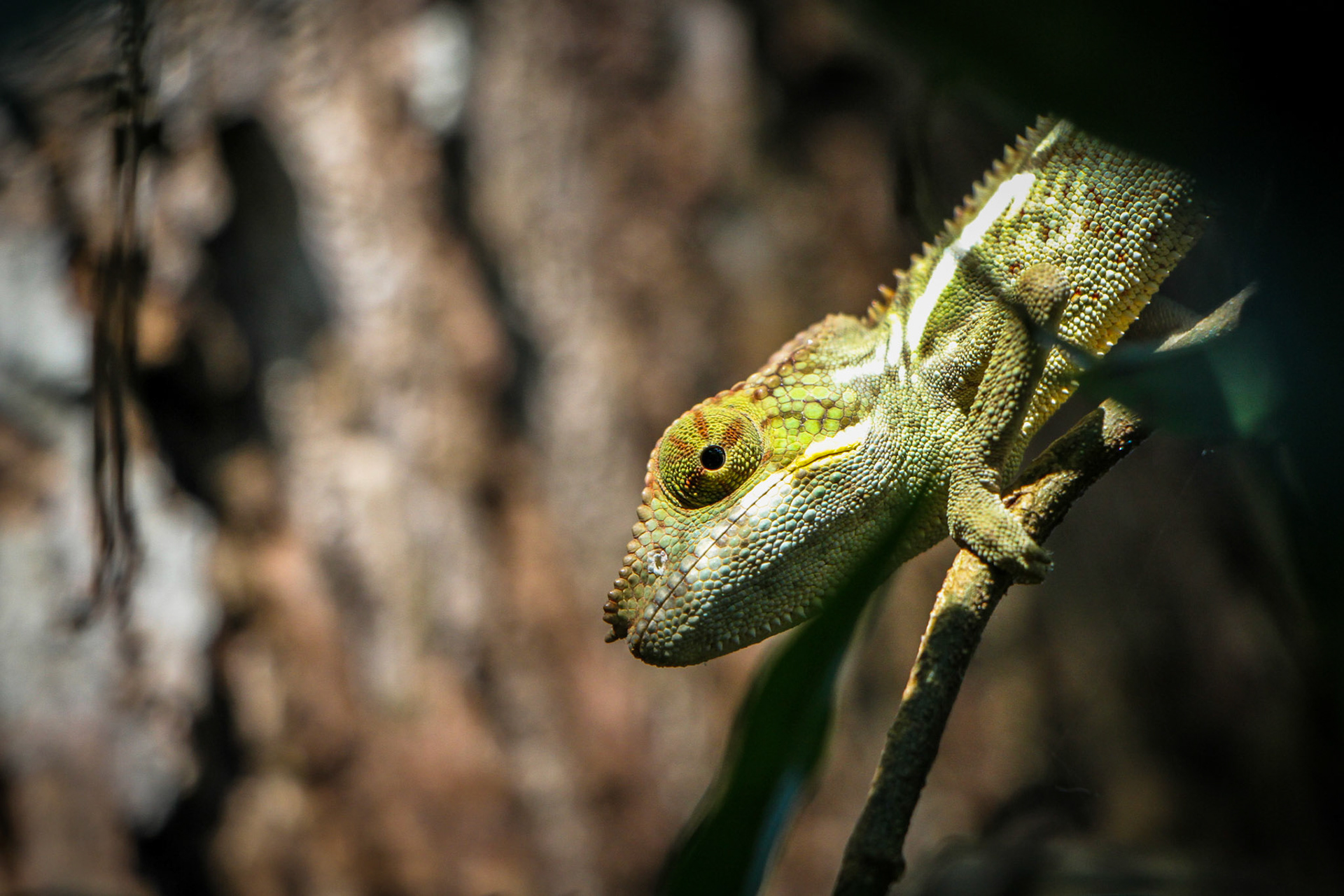 Panther Chameleon