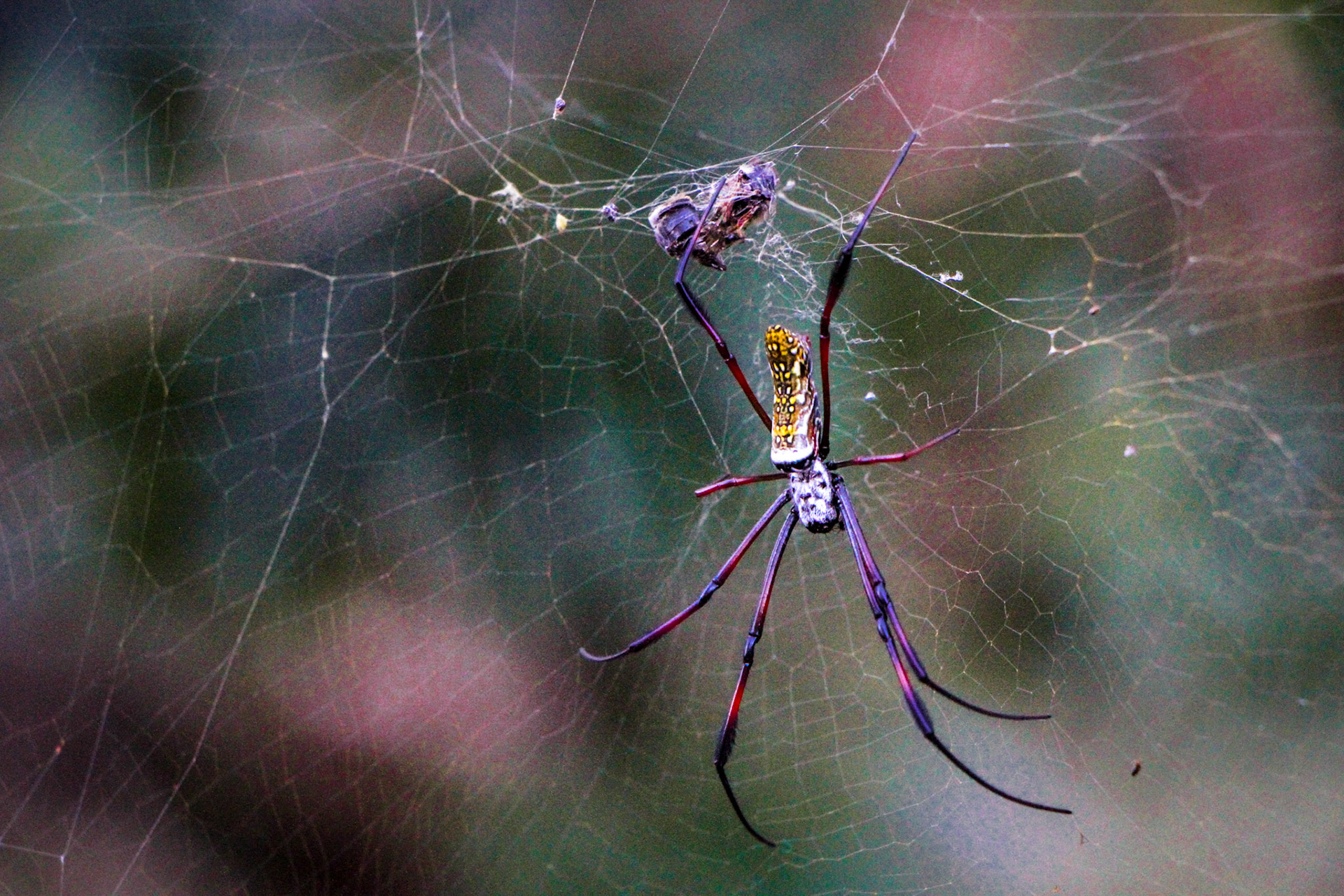 Golden Orb Weaver