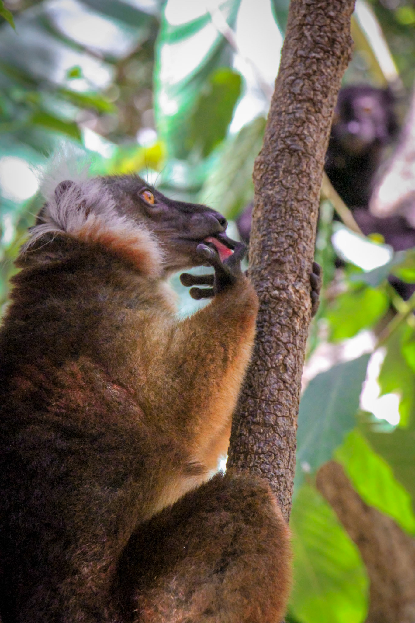 Cheeky Lemur