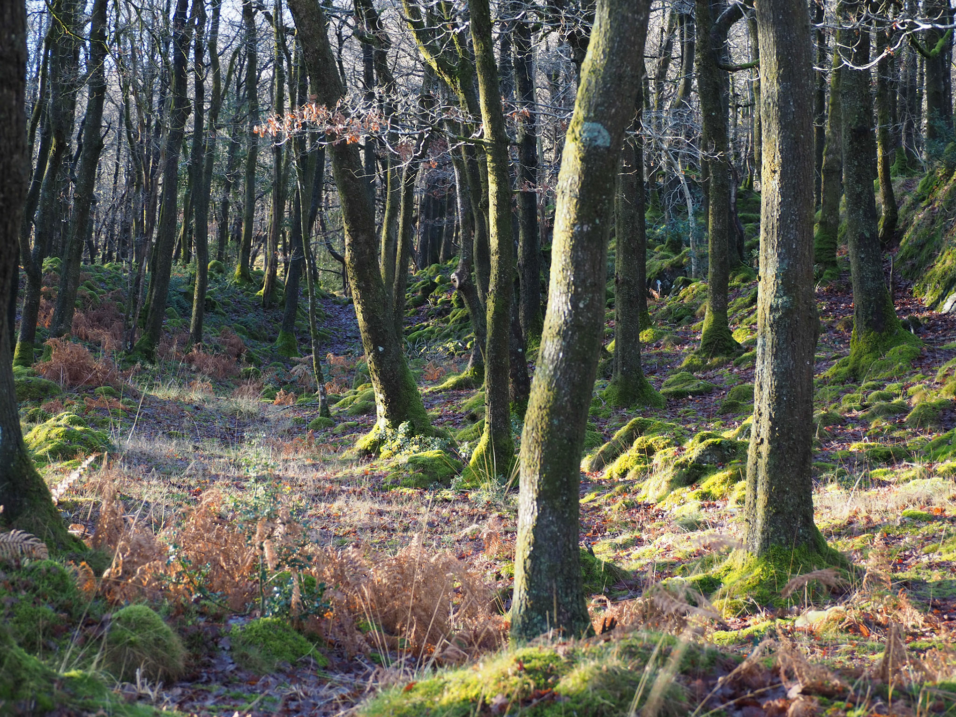 Coniston Woodland