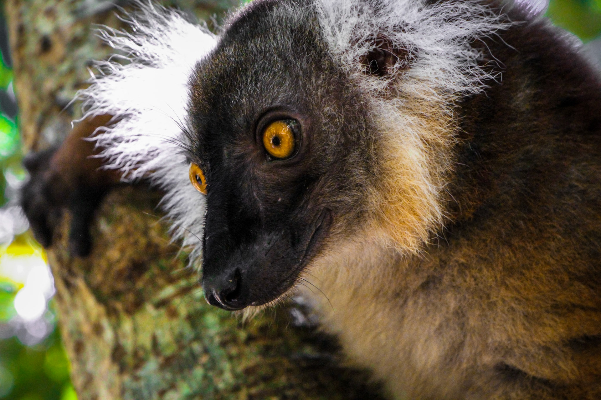 Black Lemur in a Tree
