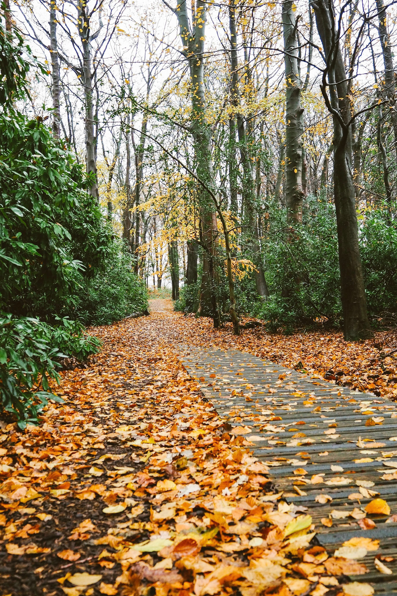 Woodland Trail at Lancaster University