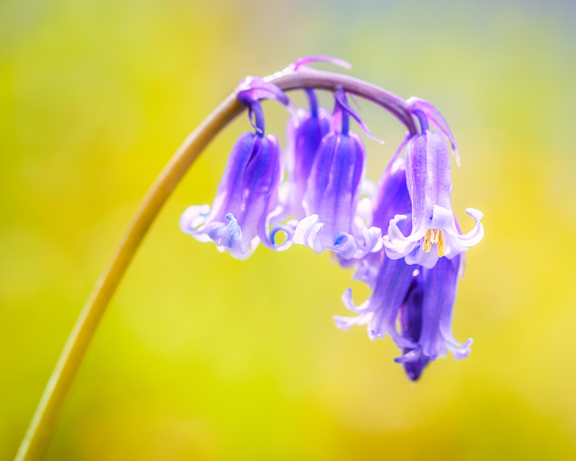 Bluebells