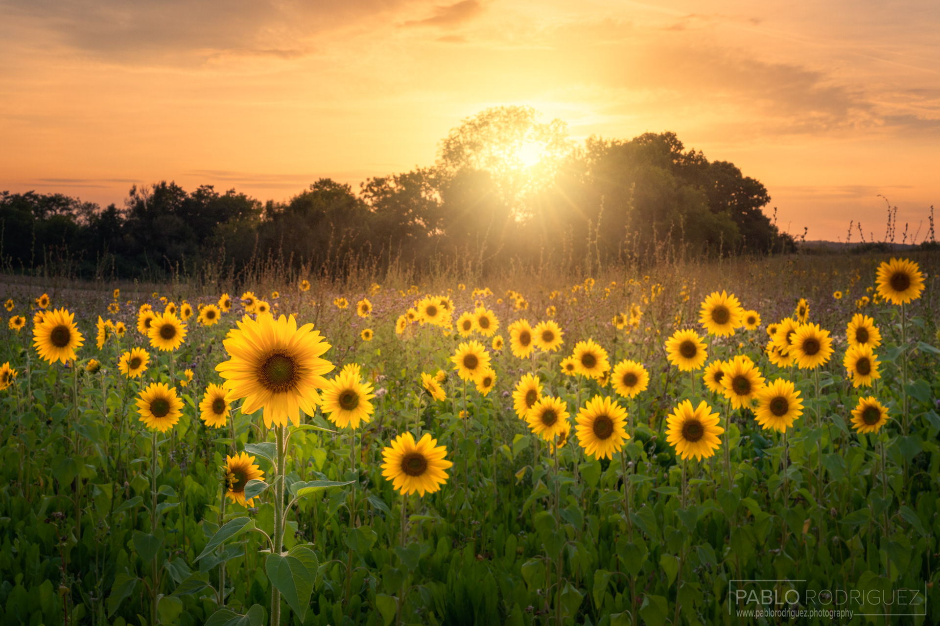 Sunflowers Field Sunset