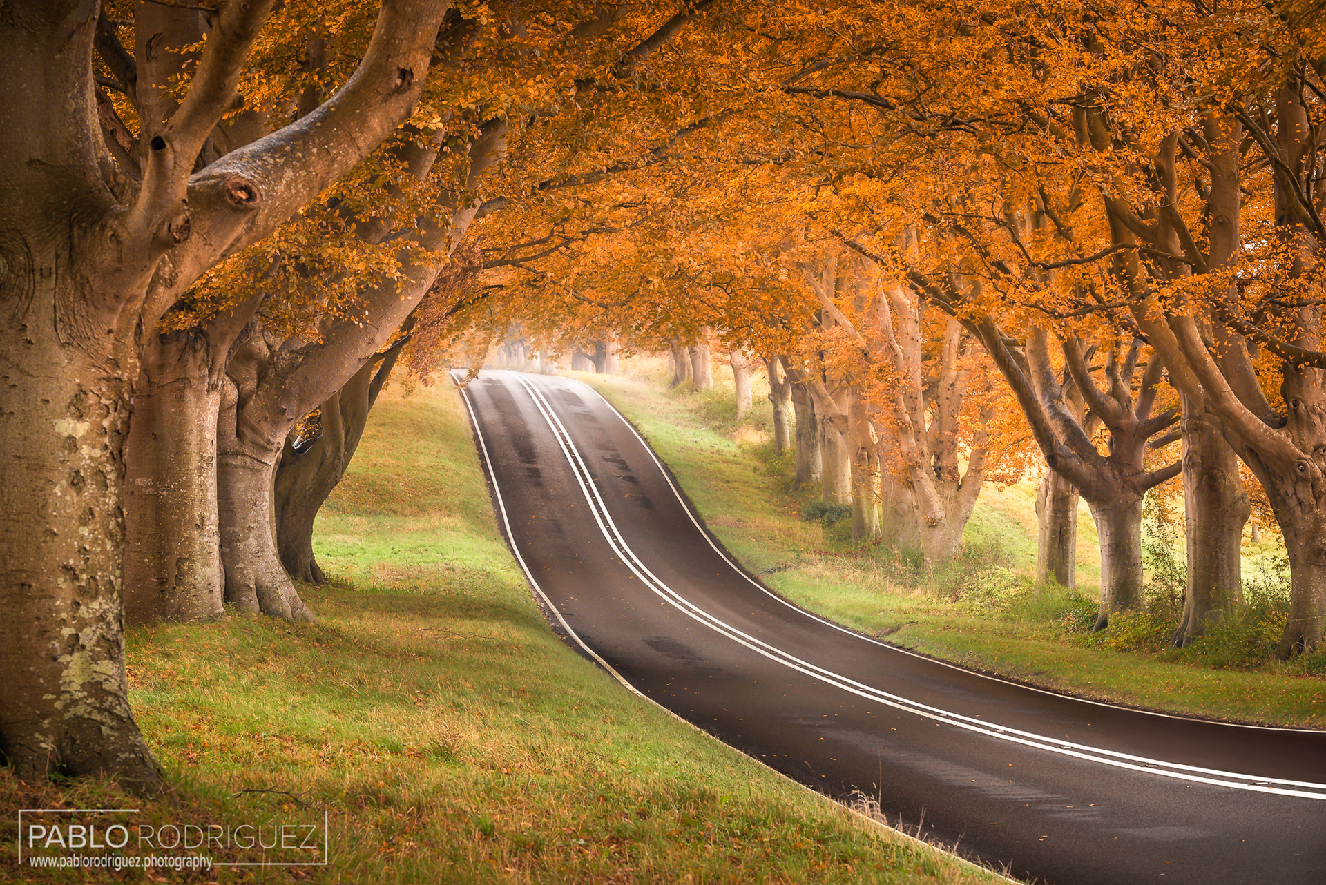 Beech Avenue, Dorset