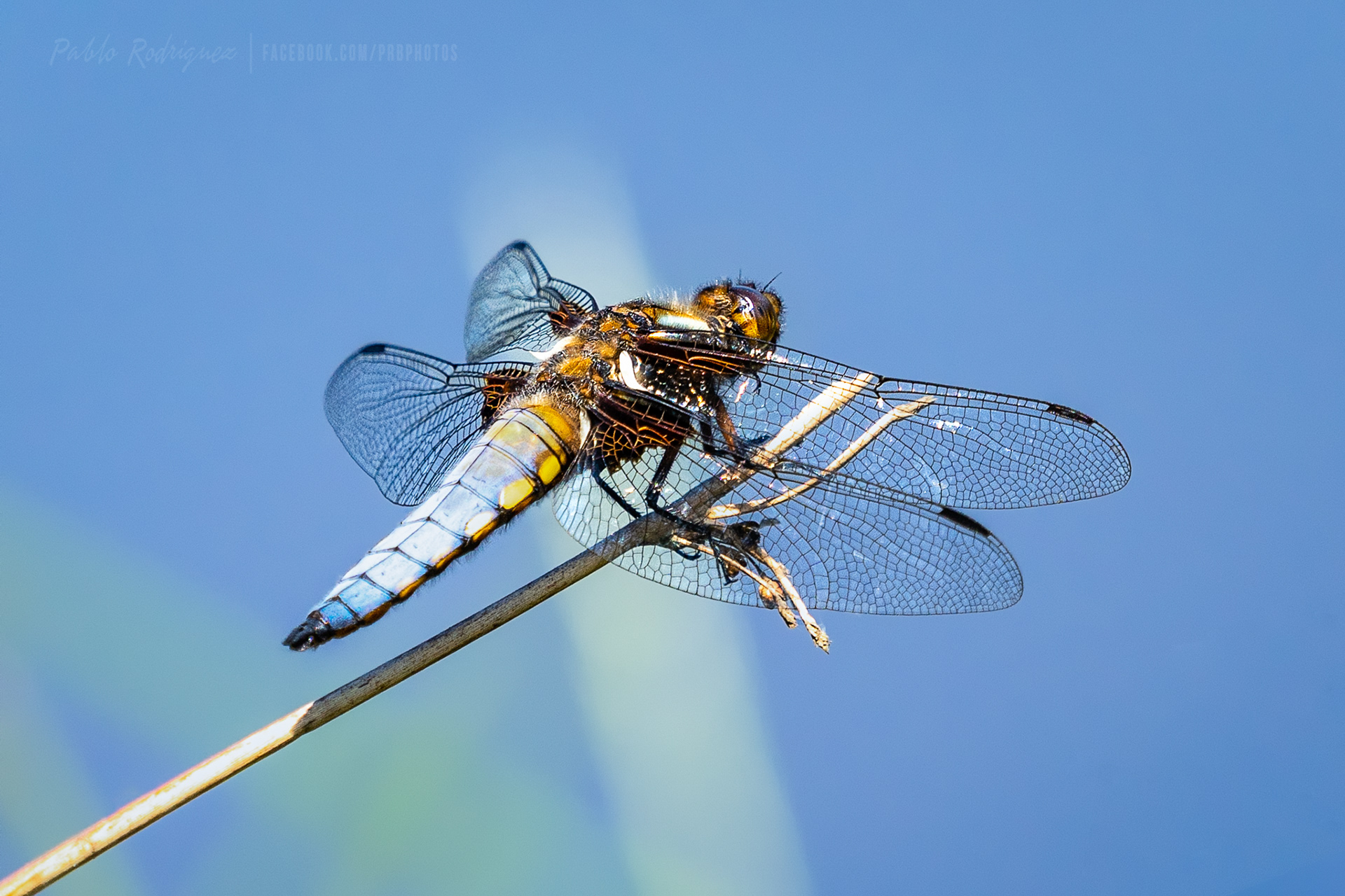 Dragonfly