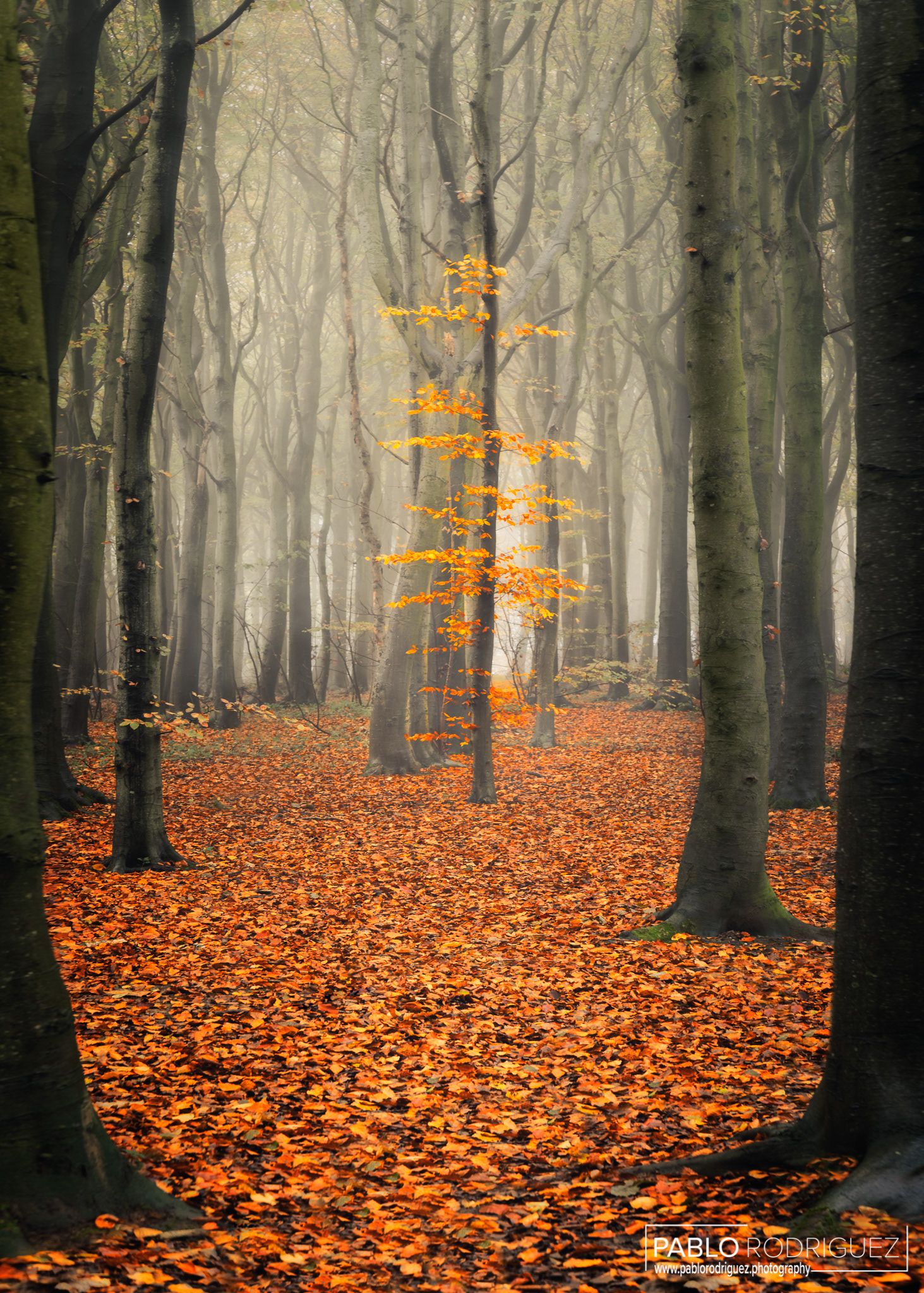 Misyt Morning in Stanmer Park, Brighton