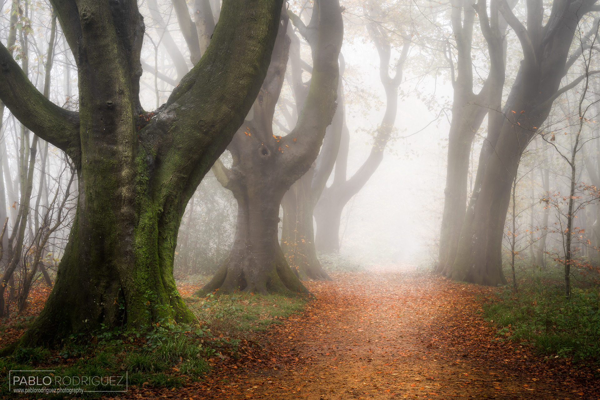 Misty Stanmer Park, Brighton