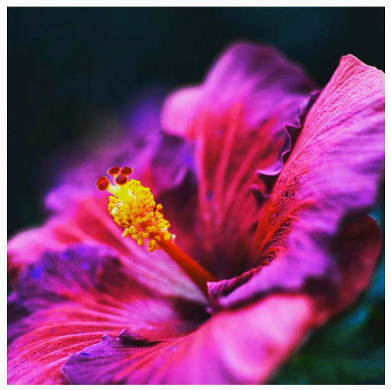 Longwood Gardens, 2016