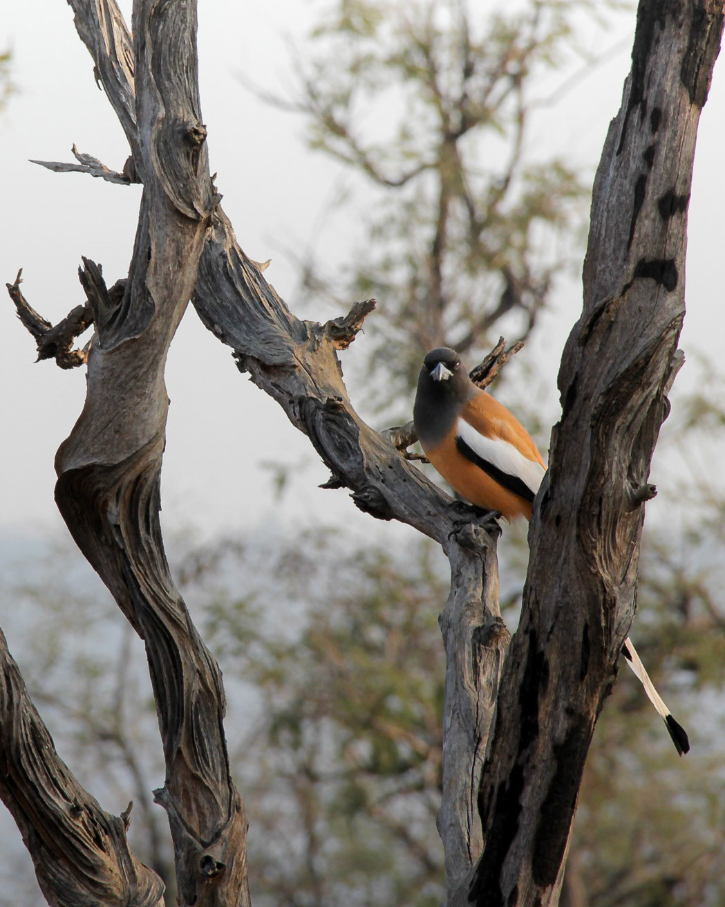 Rufous Treepie