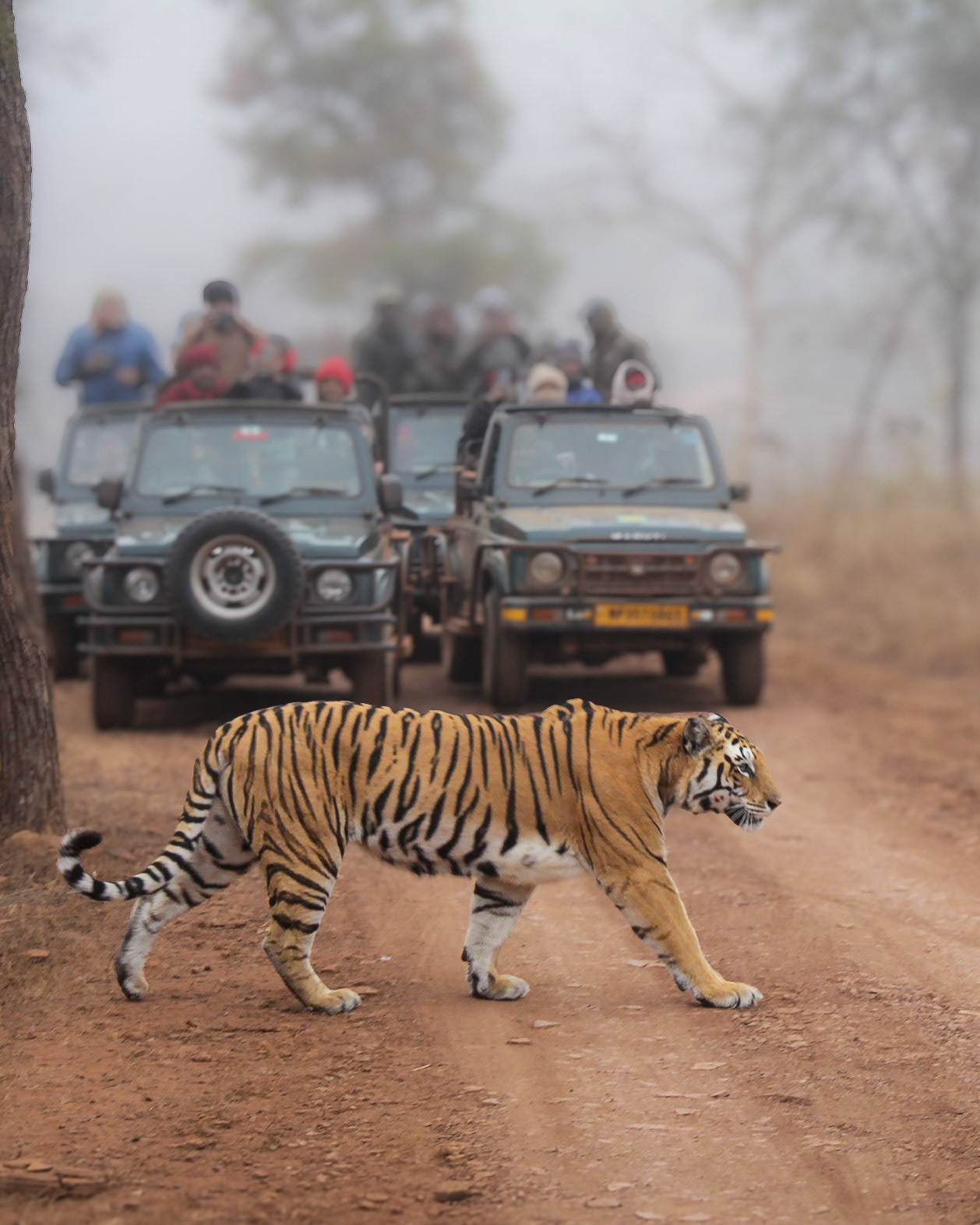 Tiger Passing Through