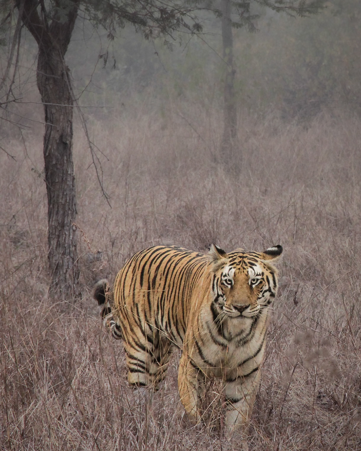 Tiger in the Grass
