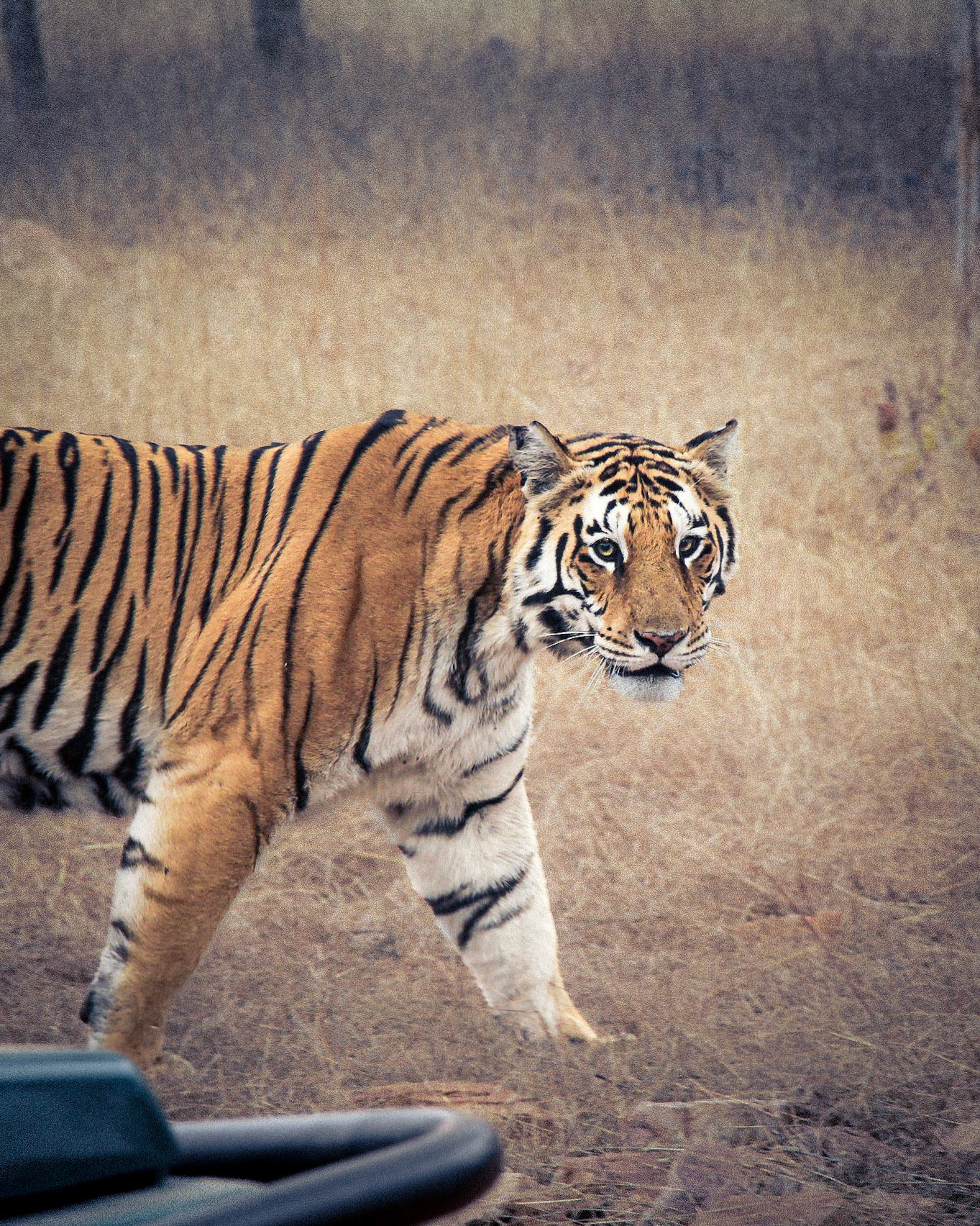 Tiger Staring At You