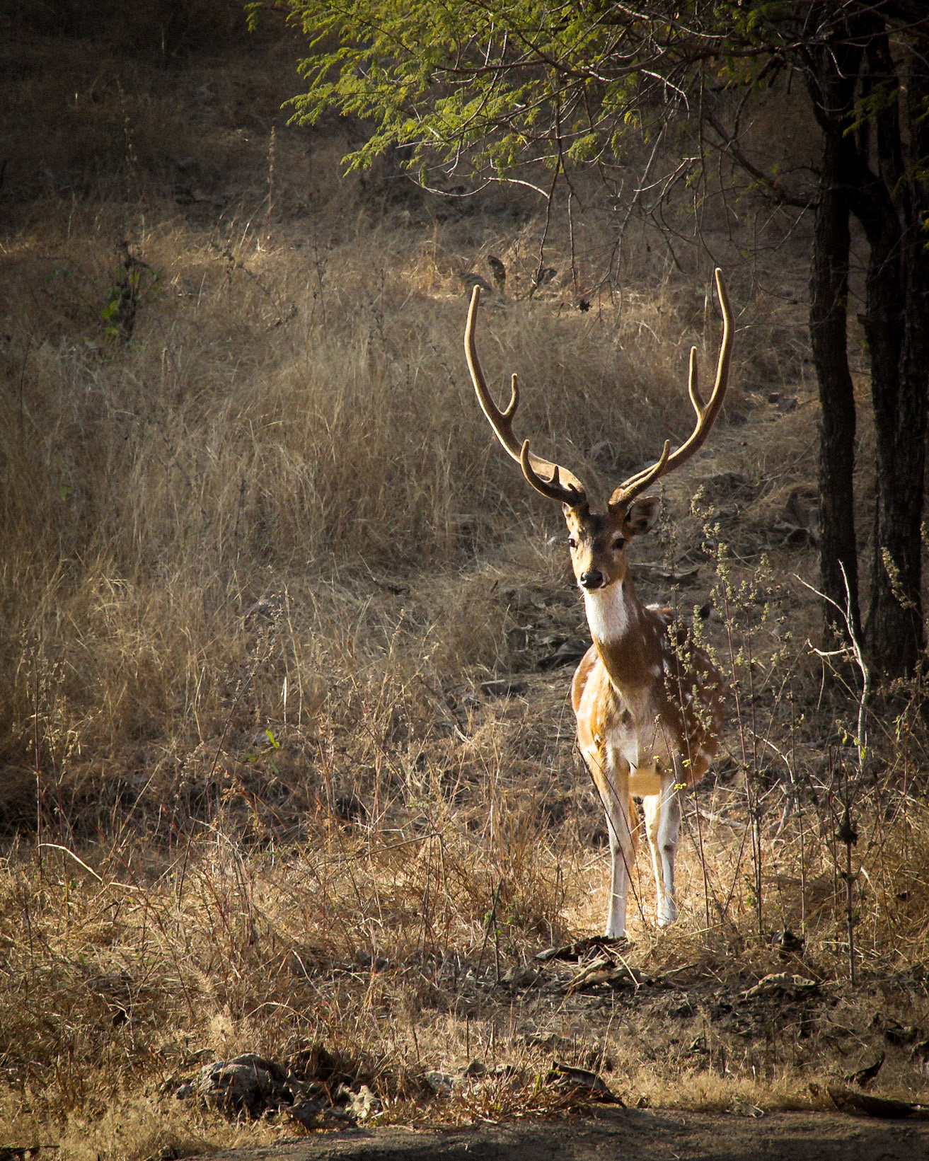 Spotted Deer in Sun
