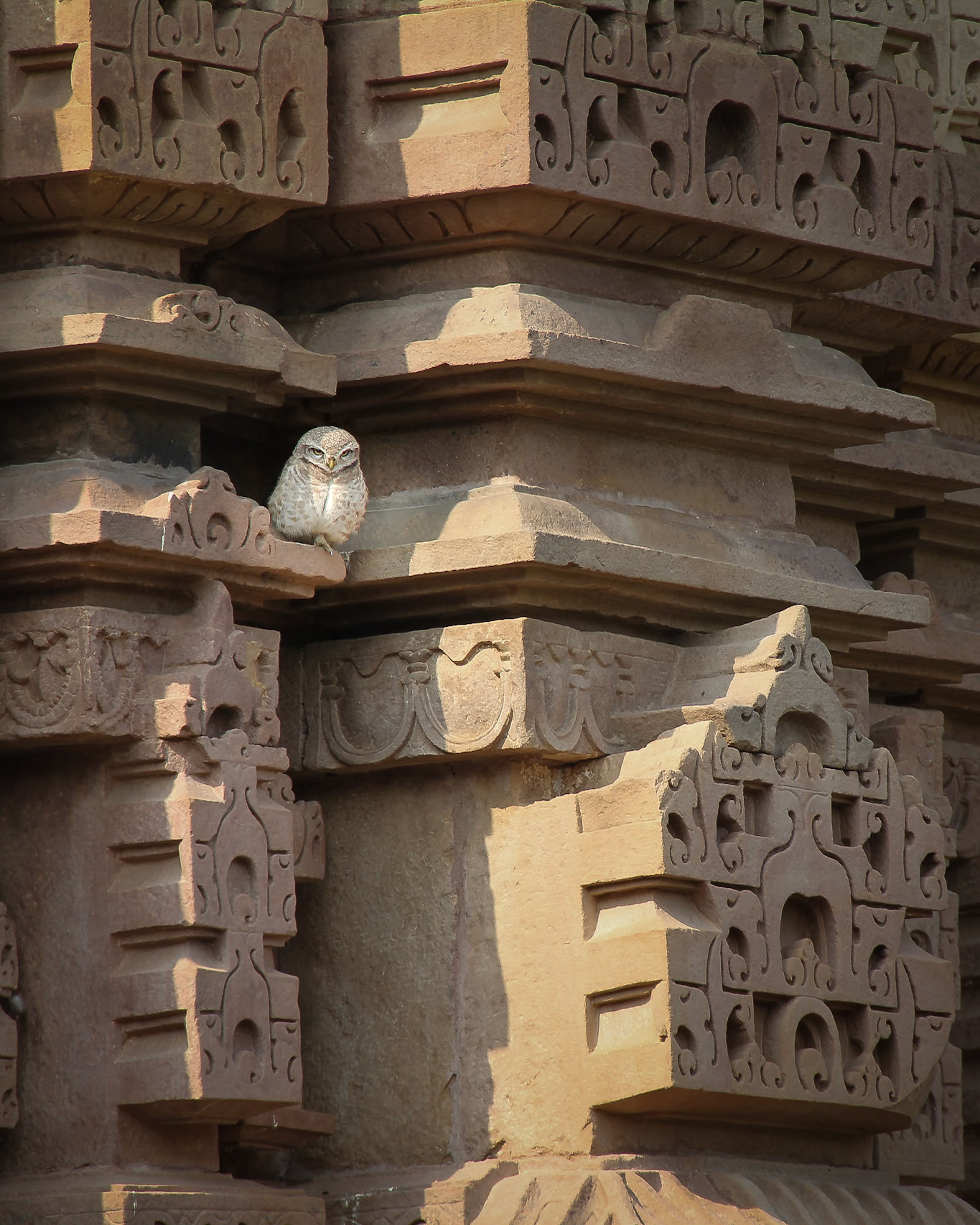 Kahurago Owl