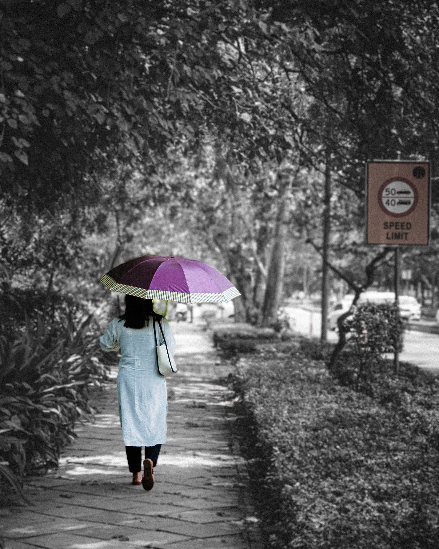 Purple Parasol