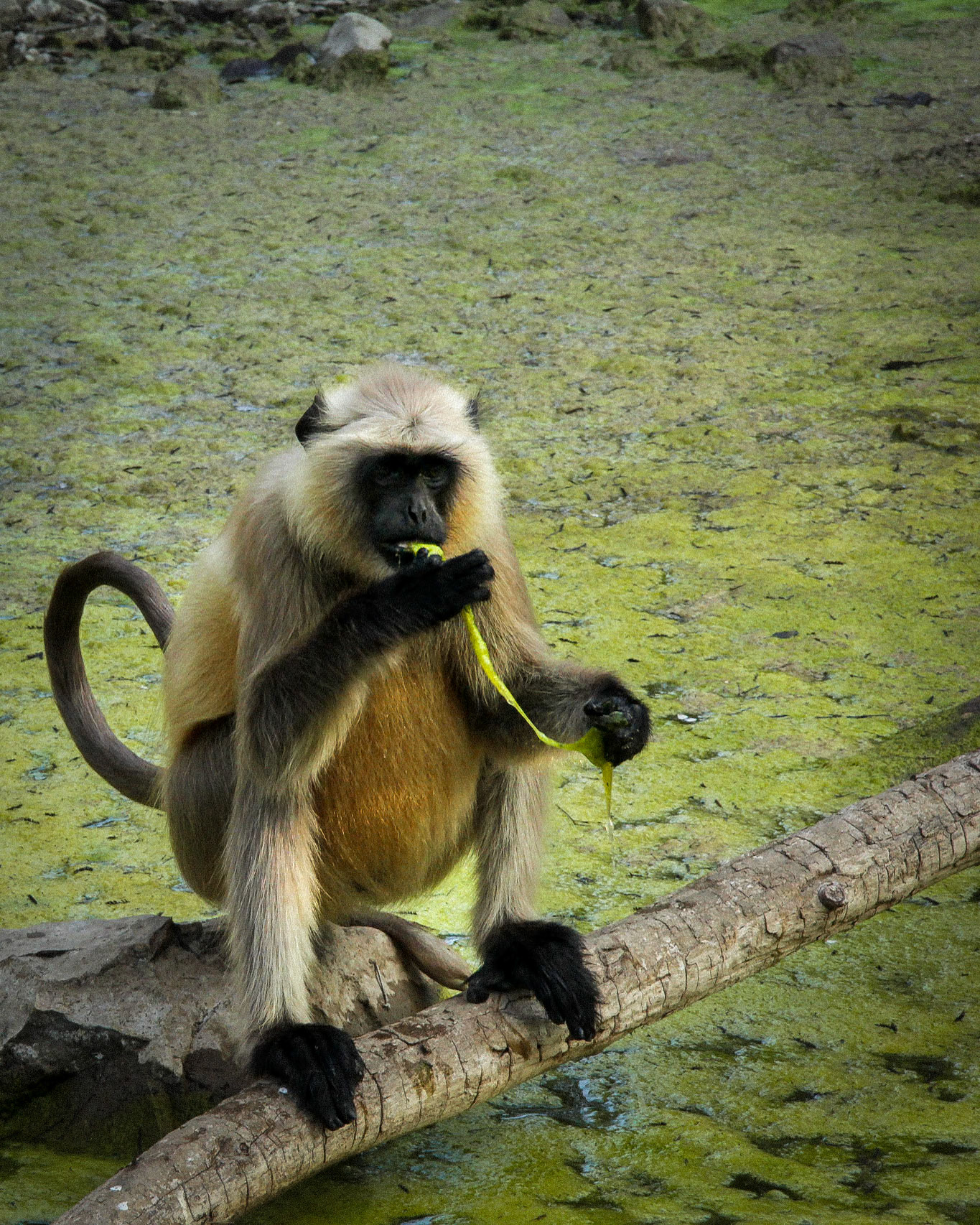 Monkey Eating Pond Slime