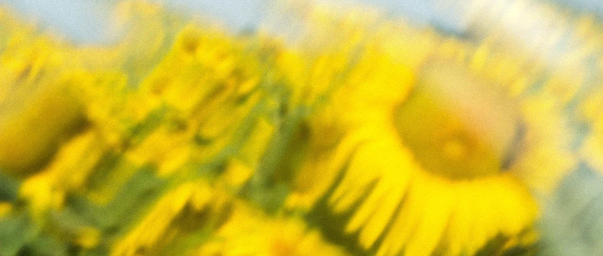 Flowers for Vincent (Arles)