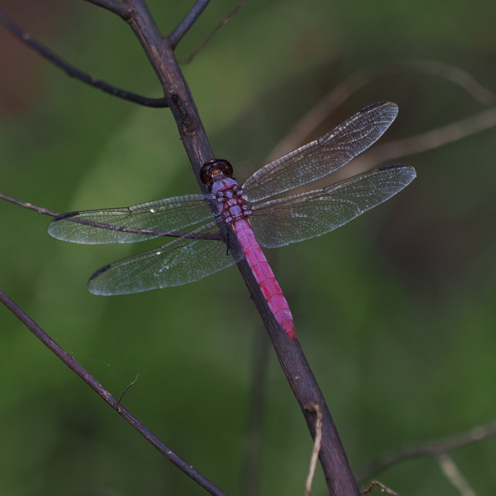 Roseate Skimmer, Oahu, HI