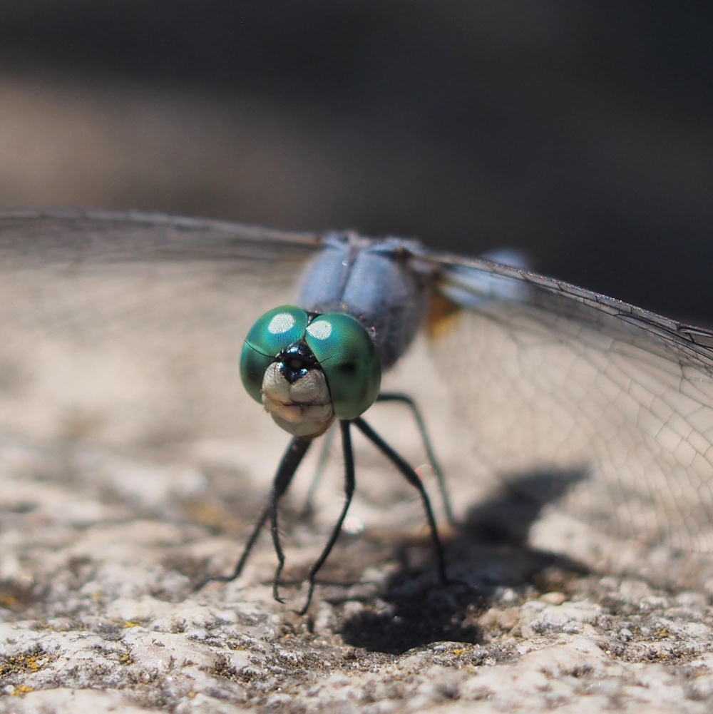 Blue Dasher, Ashland, OR