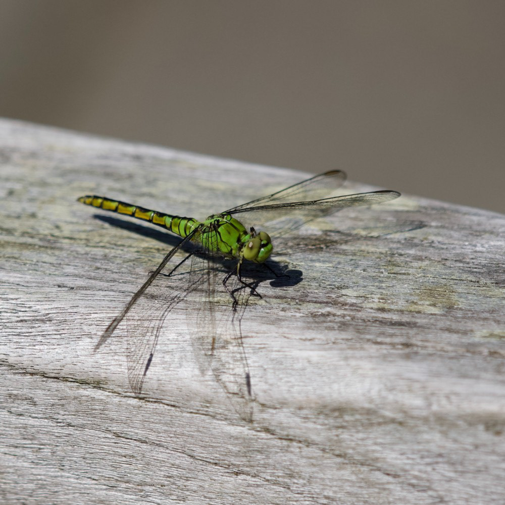 Western Pondhawk, Seattle, WA