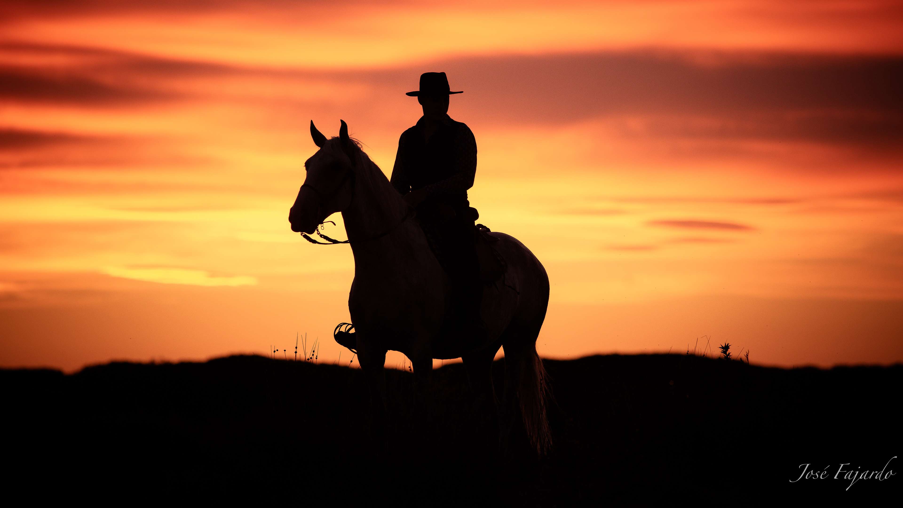 CHEVAUX CAMARGUAIS 5