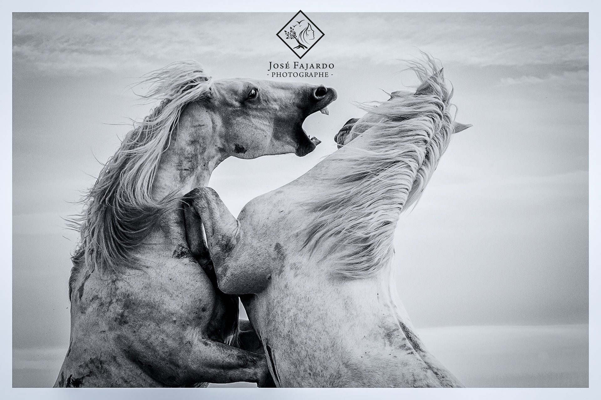 CHEVAUX CAMARGUAIS 9