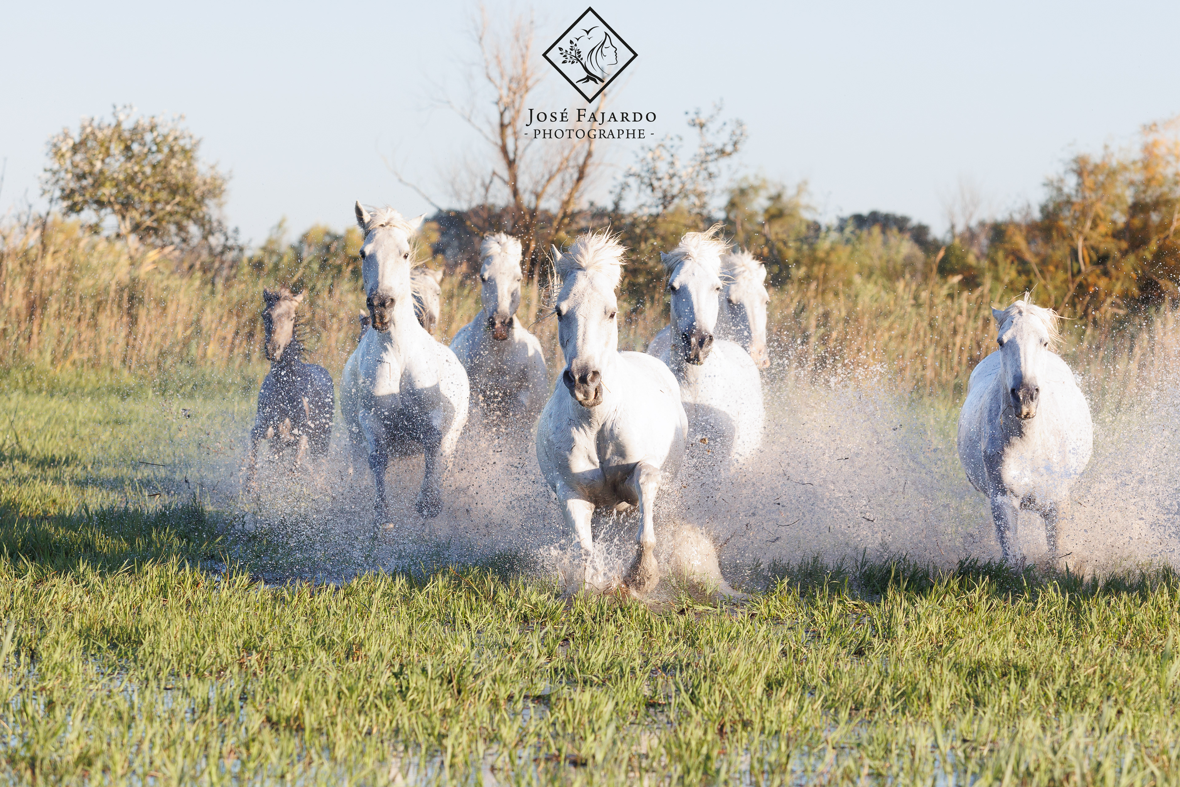 CHEVAUX CAMARGUAIS 21