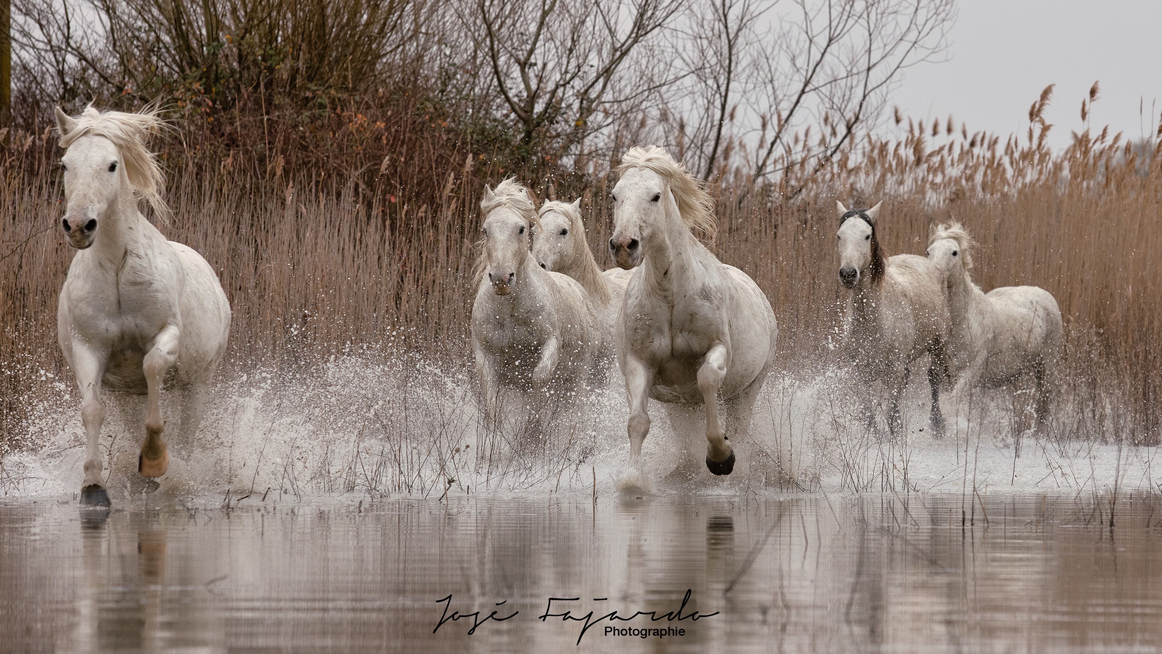 CHEVAUX CAMARGUAIS 2