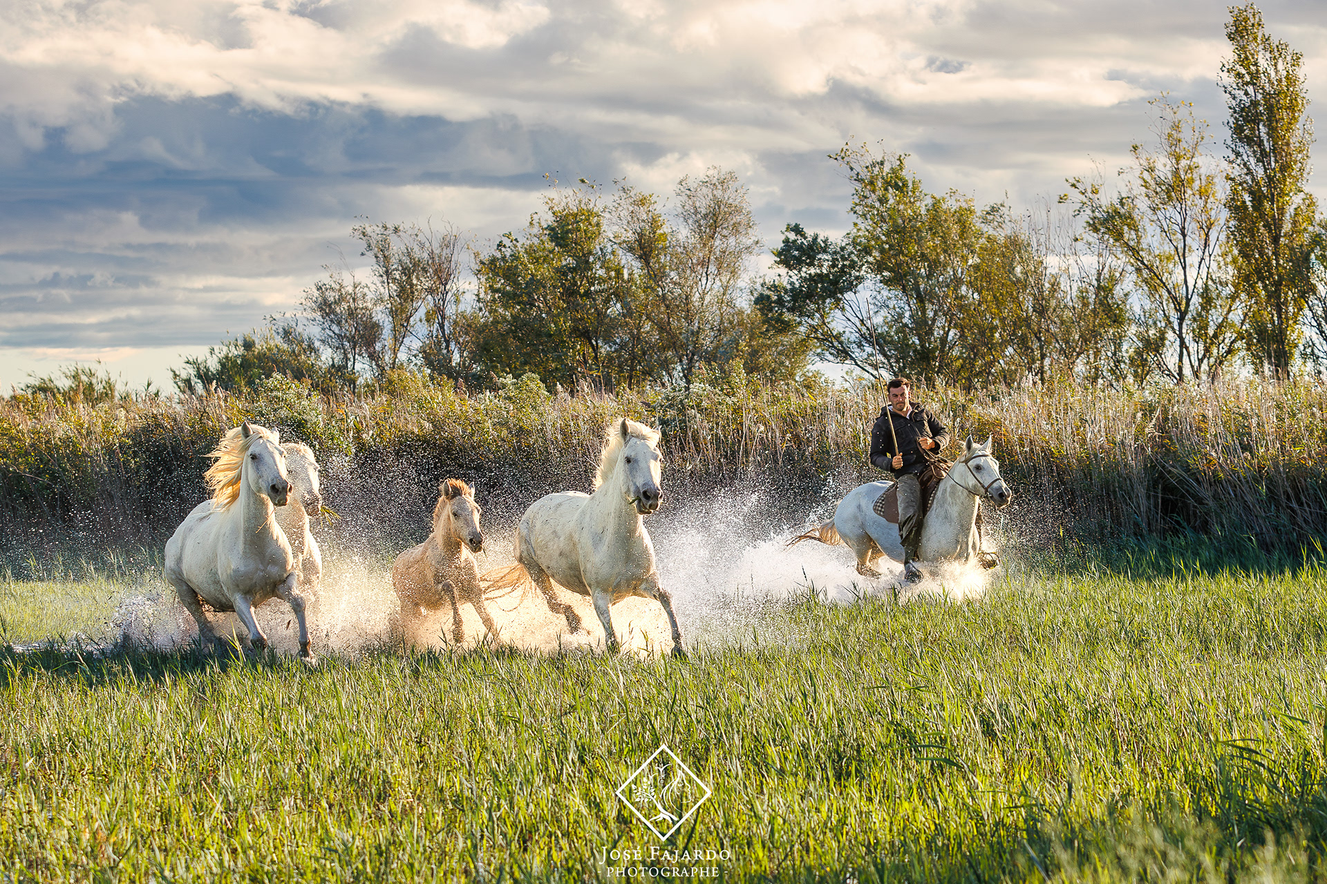 CHEVAUX CAMARGUAIS 17