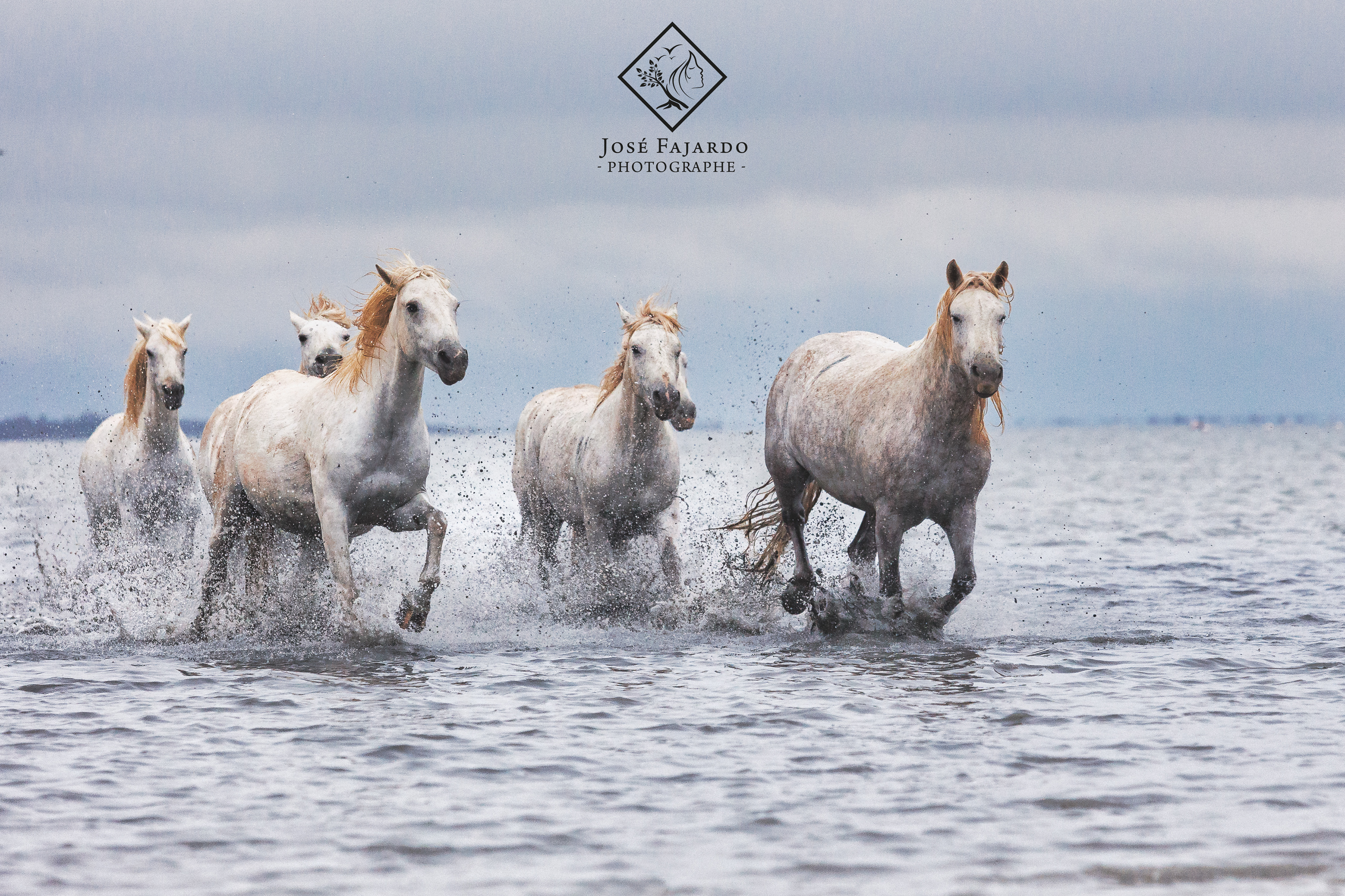 CHEVAUX CAMARGUAIS 14
