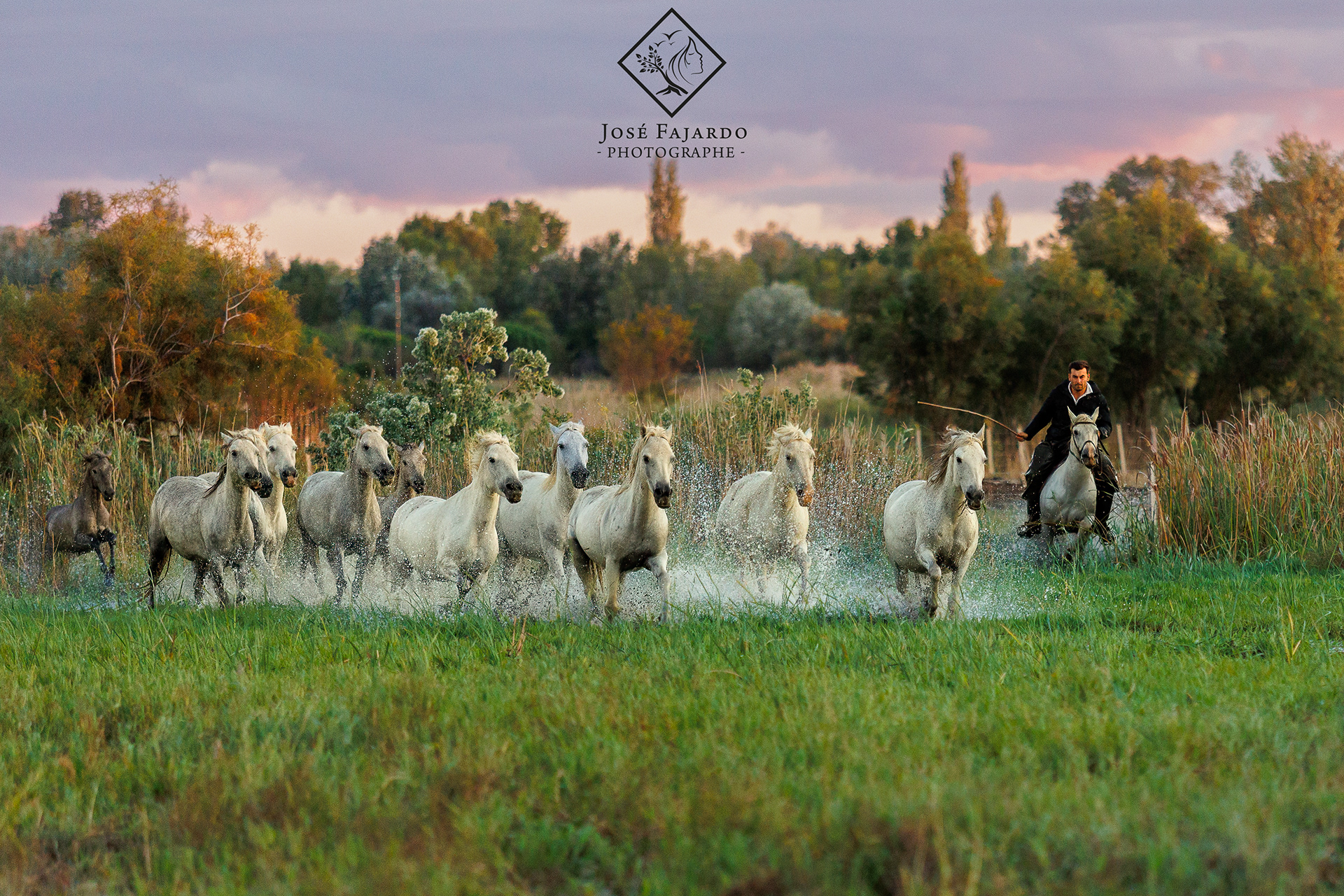 CHEVAUX CAMARGUAIS 18