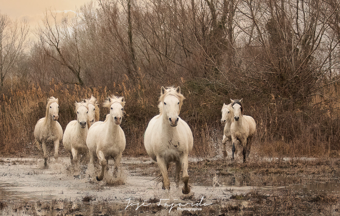 CHEVAUX CAMARGUAIS 3