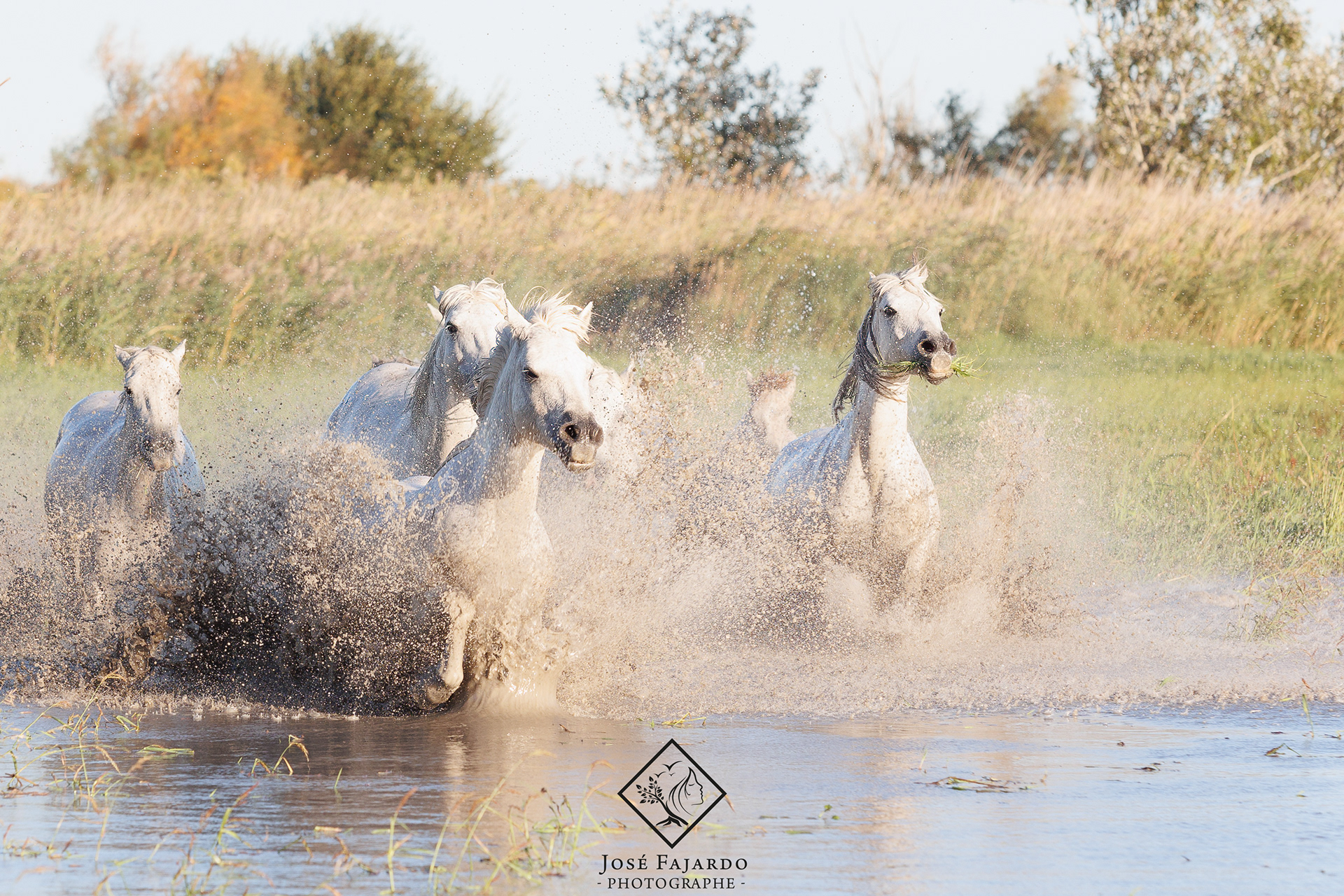 CHEVAUX CAMARGUAIS 20