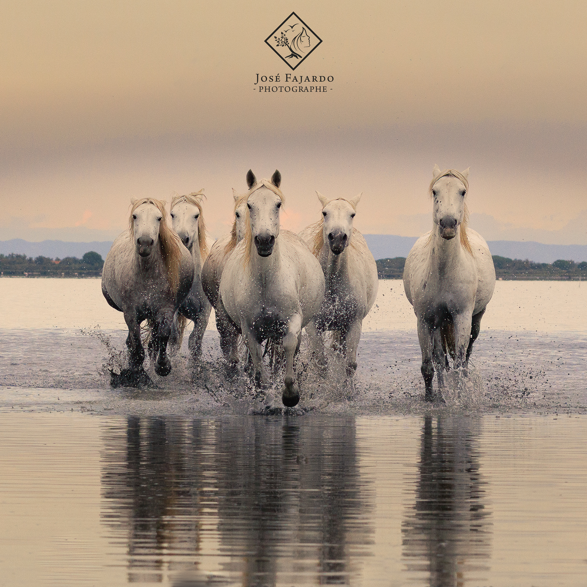 CHEVAUX CAMARGUAIS 10