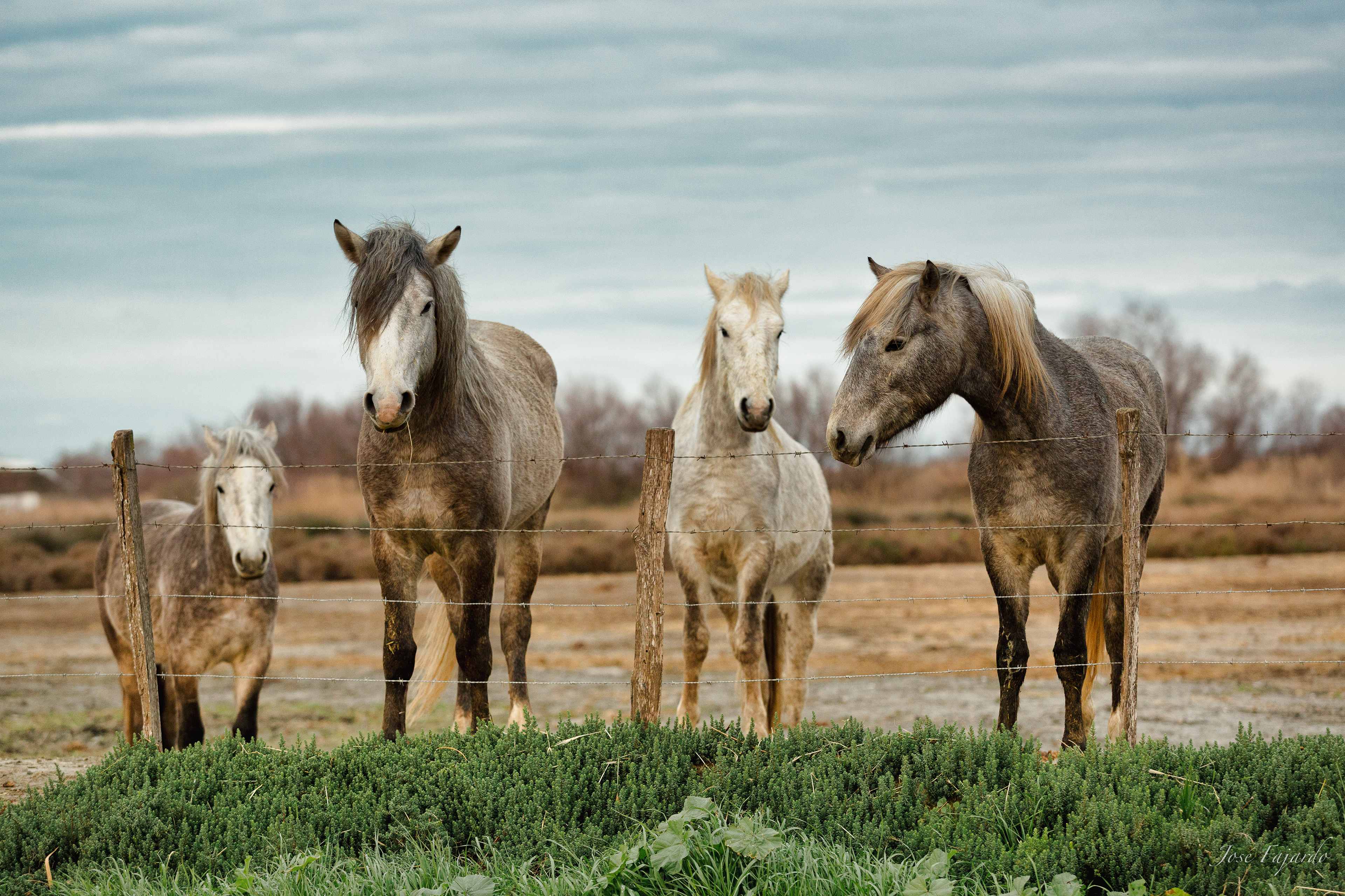 CHEVAUX CAMARGUAIS 4