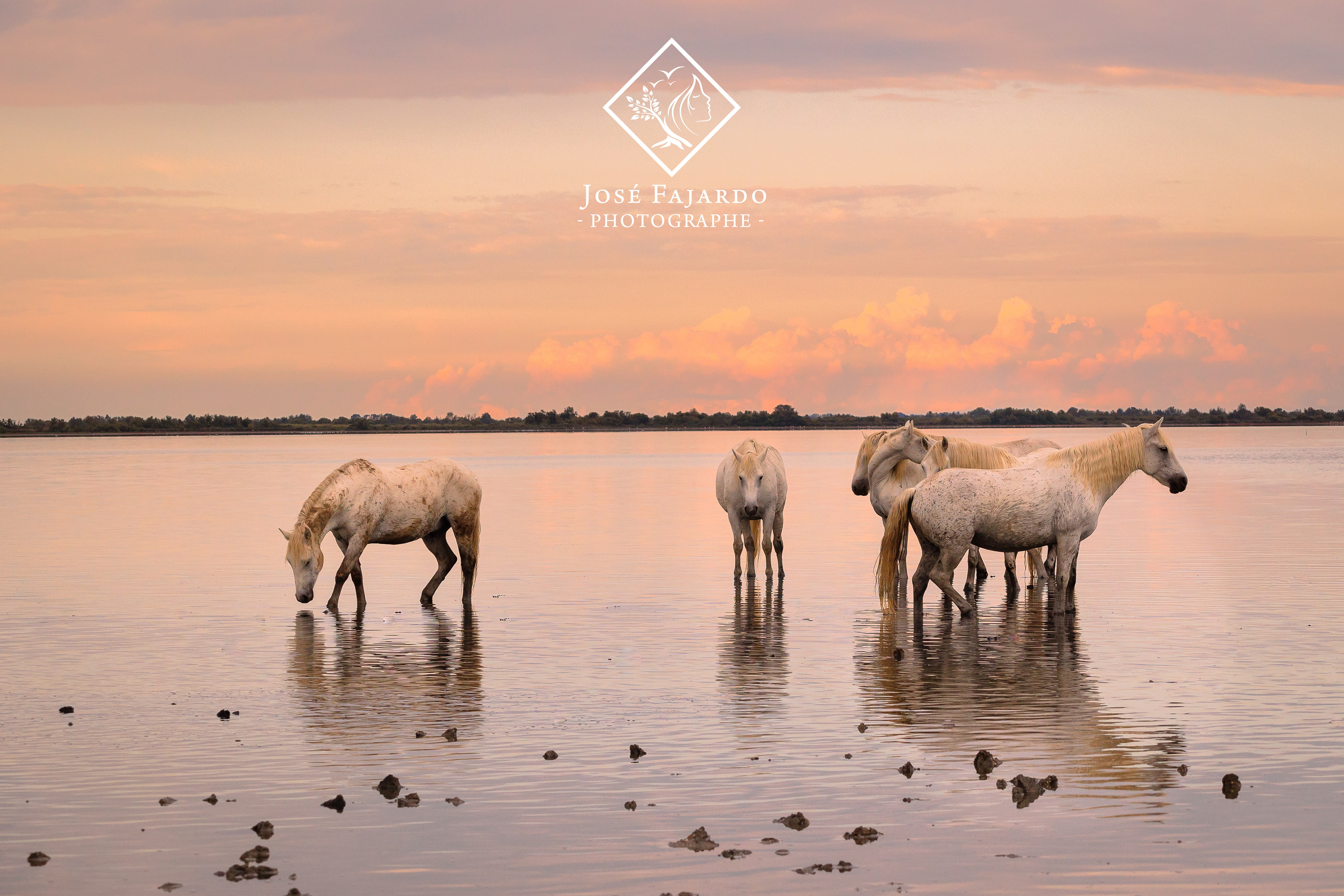 CHEVAUX CAMARGUAIS 13