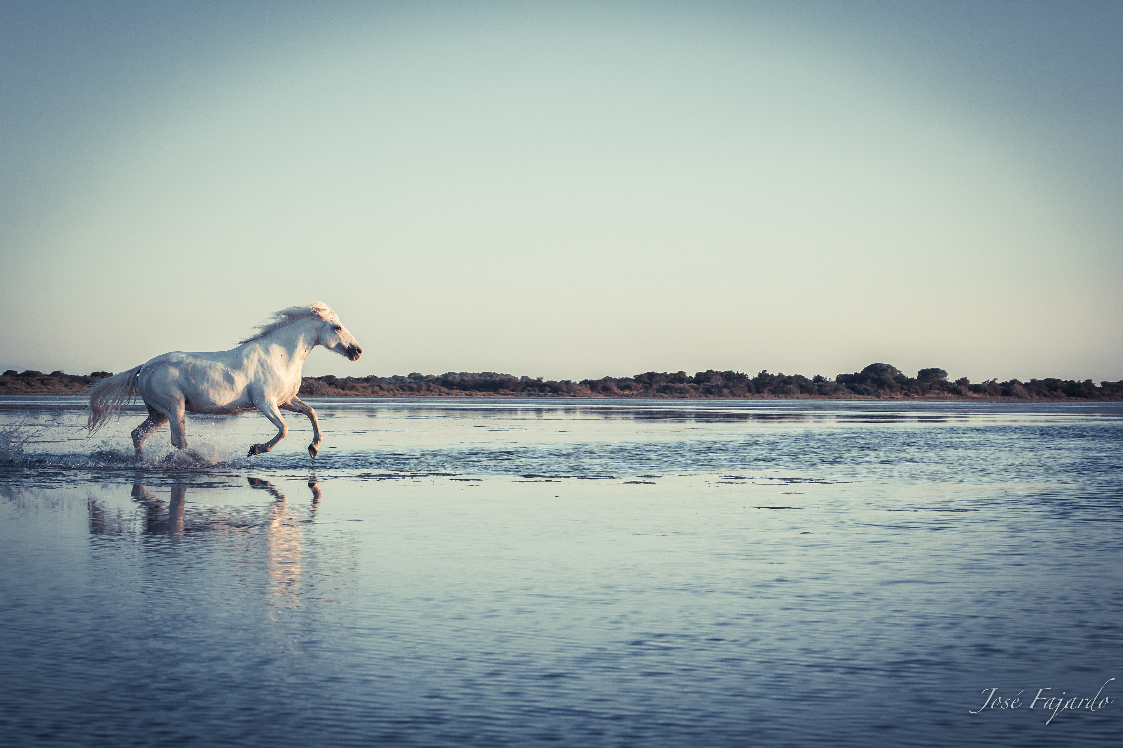 CHEVAUX CAMARGUAIS 6
