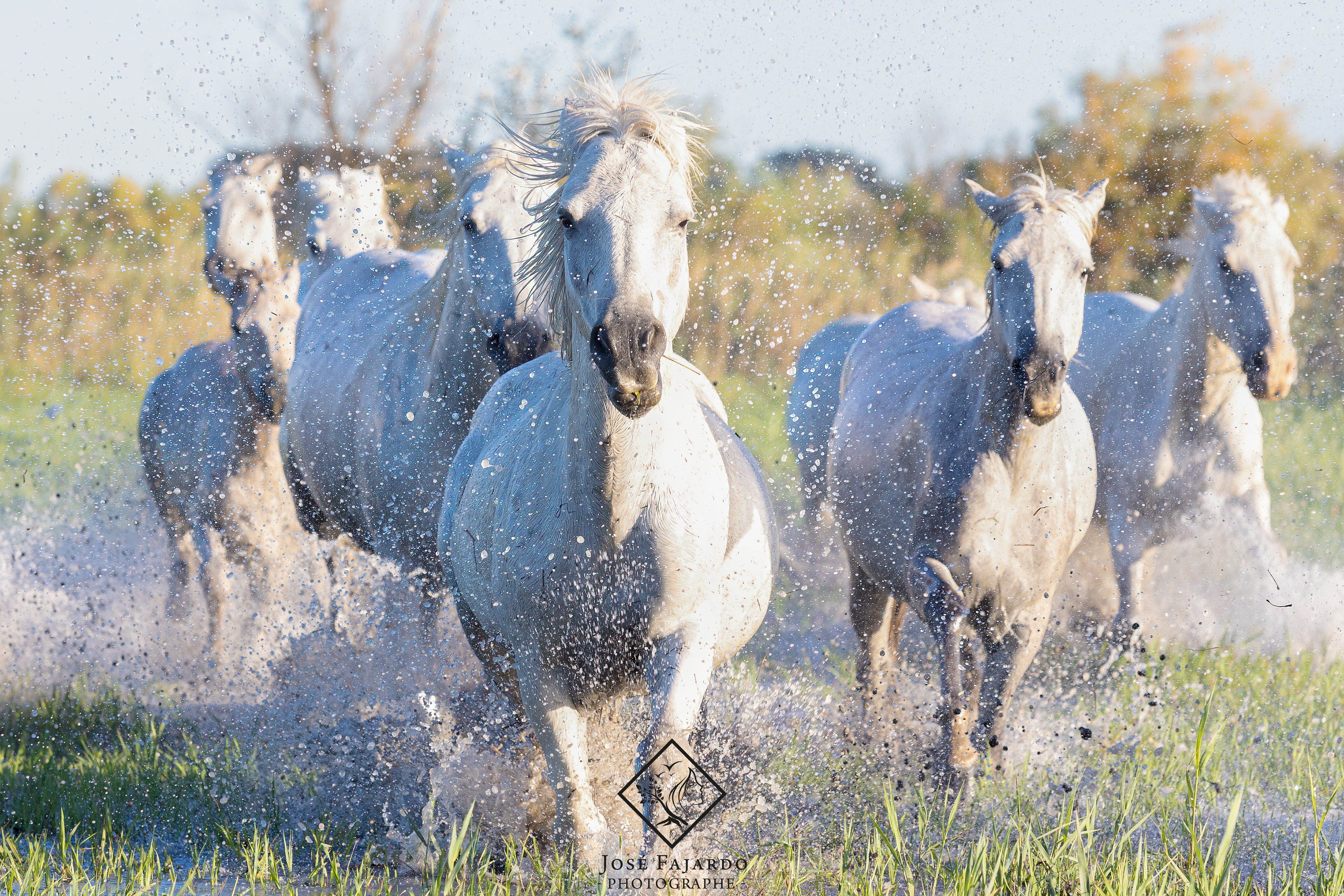 CHEVAUX CAMARGUAIS 22
