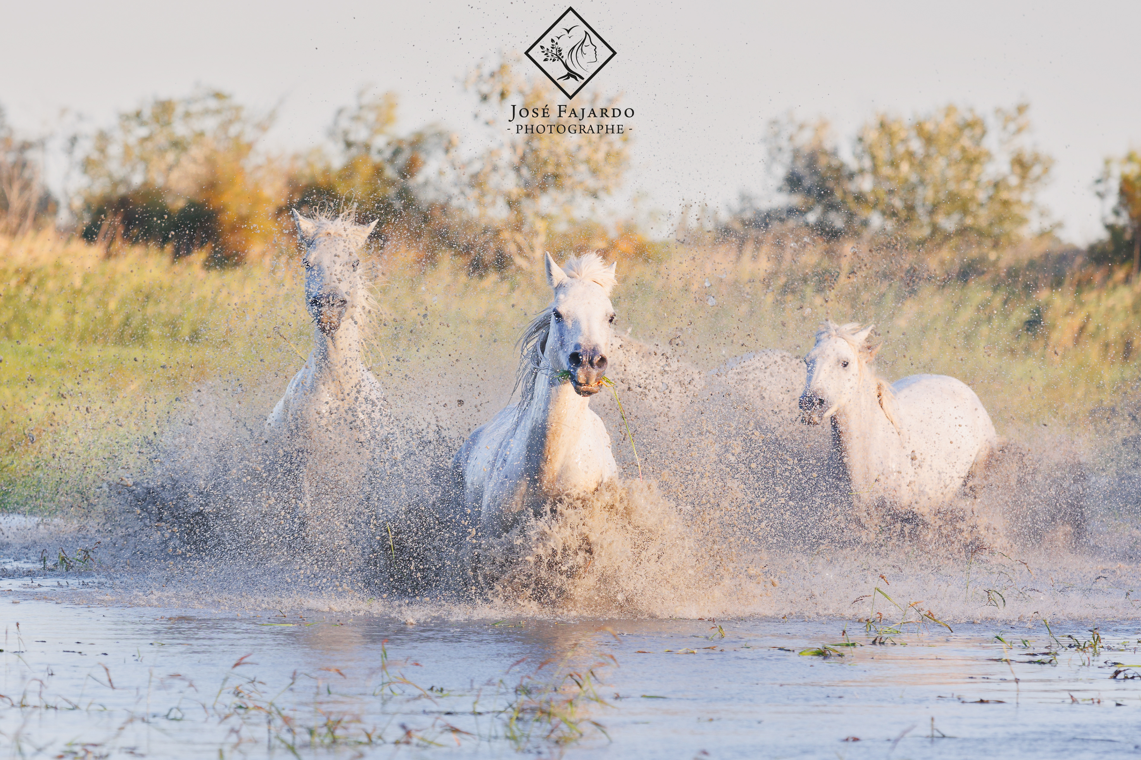 CHEVAUX CAMARGUAIS 23