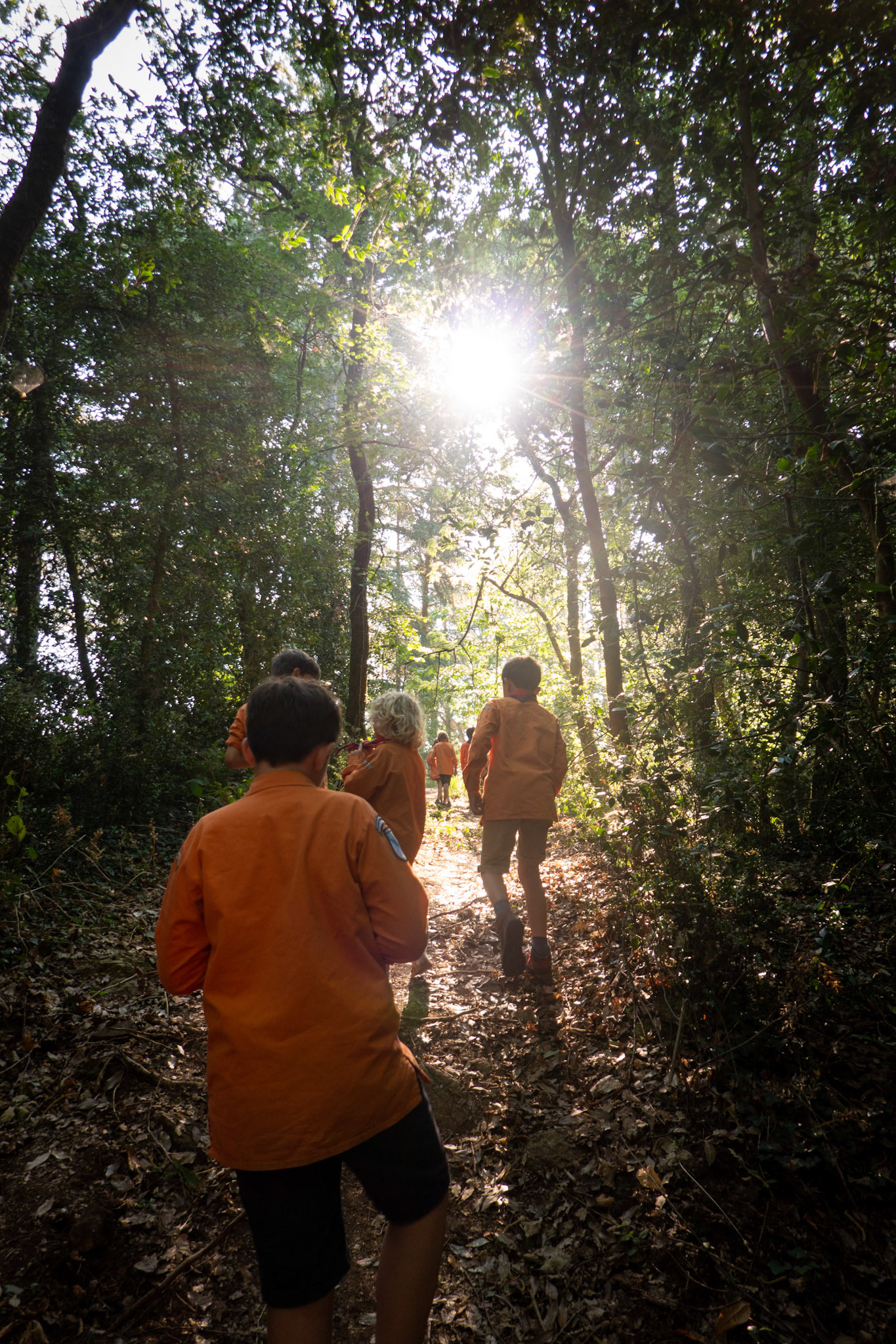 Dans les bois