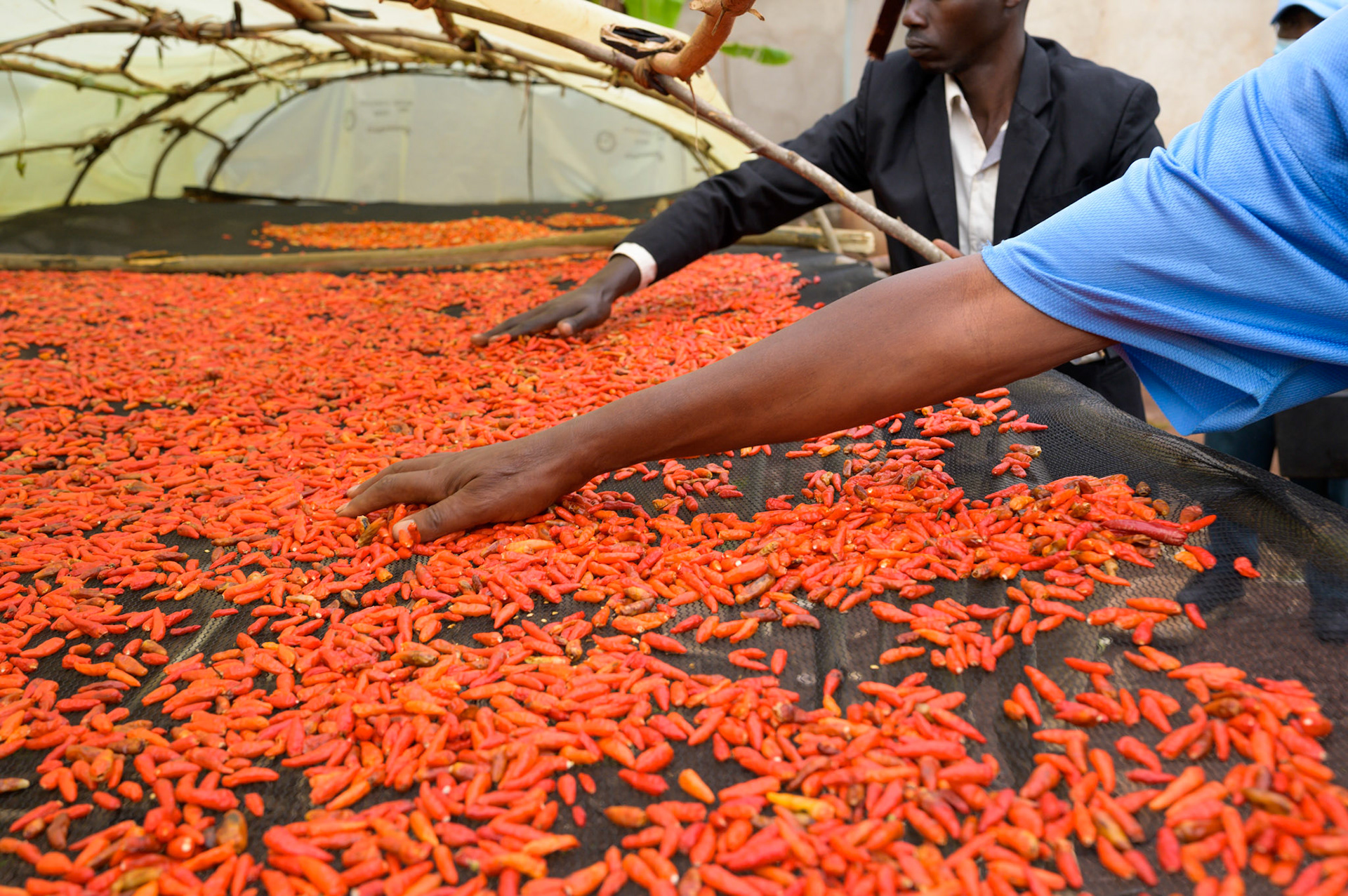 Ndayisaba Calixte, 70, and Habiyakare Jean Damascene, 52, spread chillies on a drying table near to one of the Ejo Heza plantations.In wet conditions, as in this photo, a plastic cover protects the chillies from the rain and drying can take five days. Under dry and sunny conditions, drying takes only three days.While spreading, Grade B chillies - those that are whitish or shrivelled, are separated out. Around 10% of a crop will be Grade B which are not suitable for export.