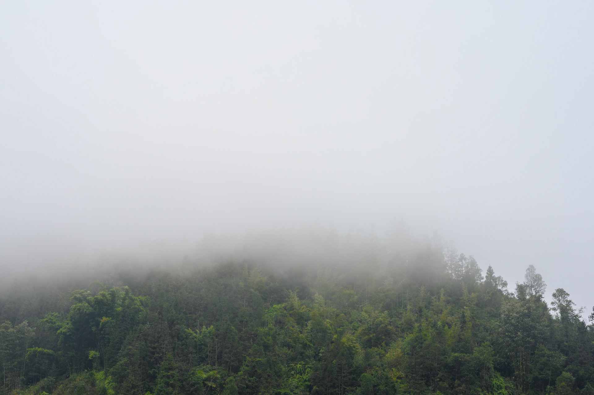 Beautiful bamboo forests