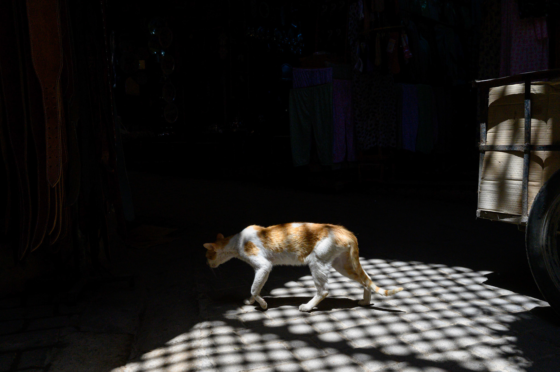 You are planning on giving me something, aren't you? No? Hmmm...
This resident at Nachō Mama Burrito House was unimpressed that not even orange juice was shared.
She did later get morsels of cheese for her troubles. And pats.